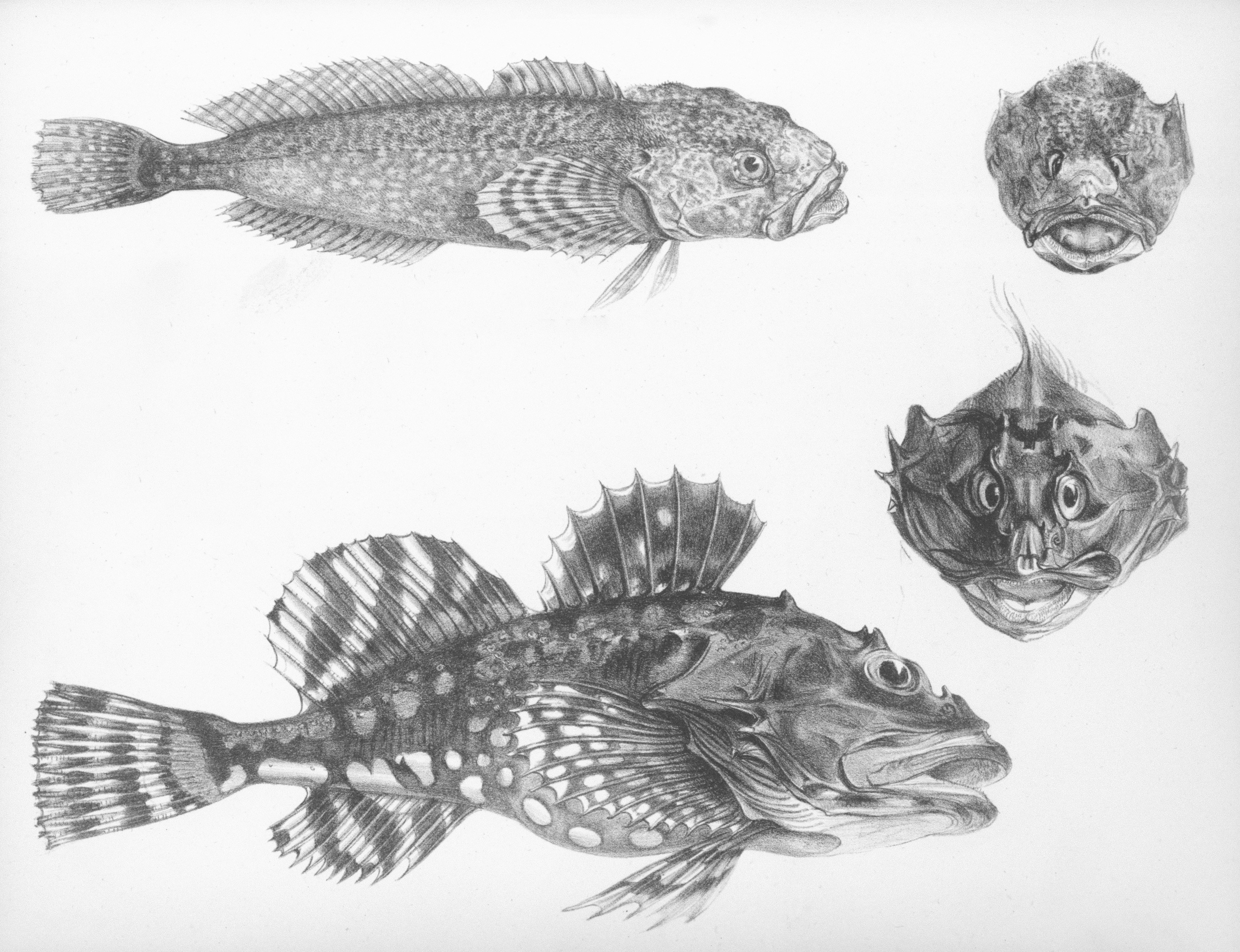 Torrent Sculpin