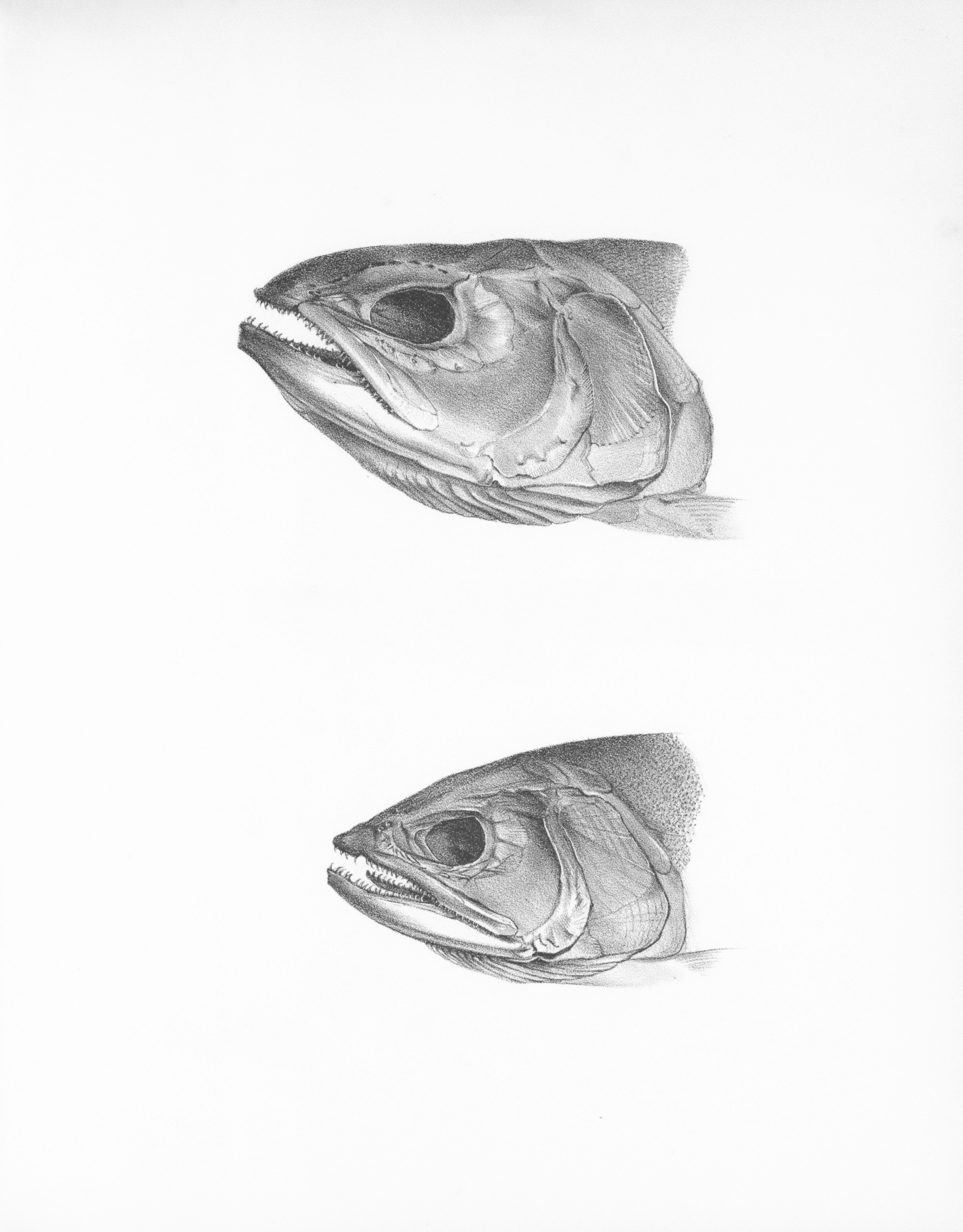Two detailed drawings of fish heads on white background