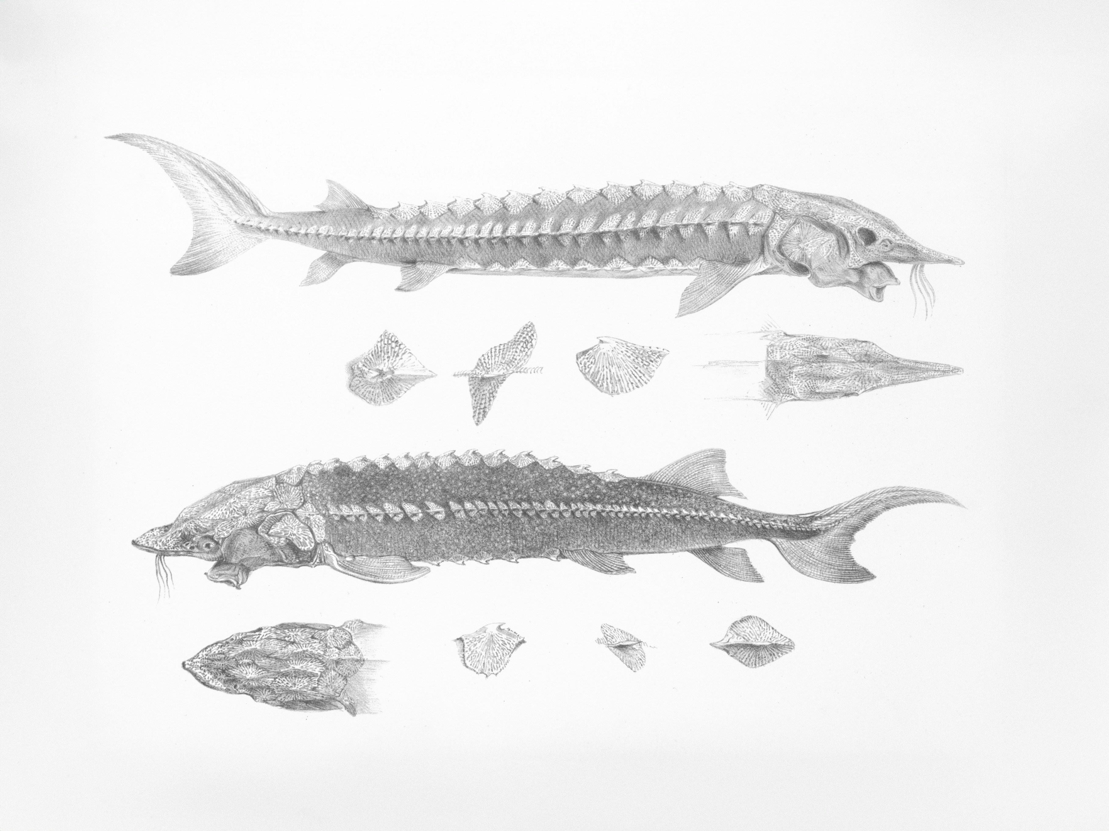 Two sturgeon fish with dissected parts