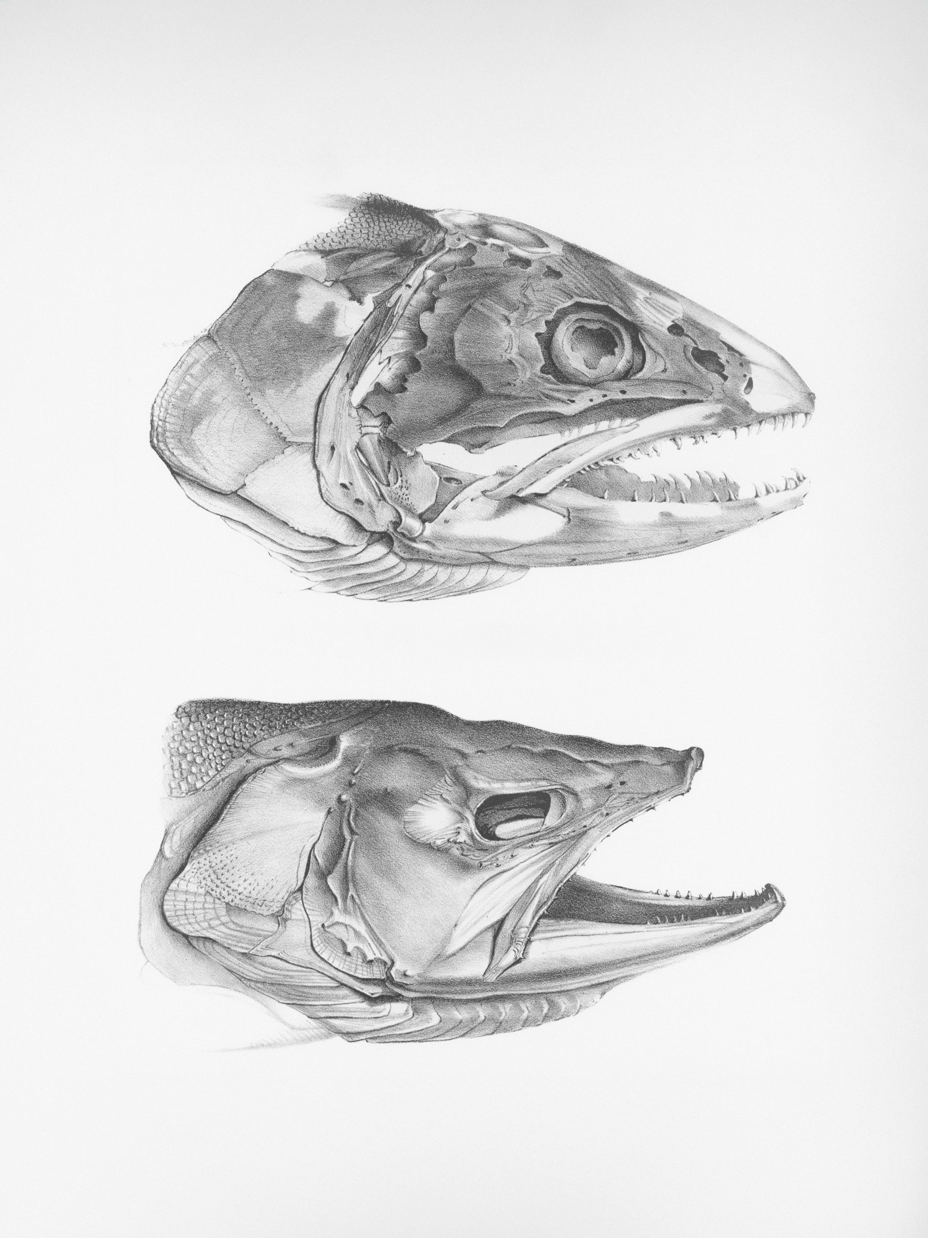 Two detailed pencil drawings of fish heads