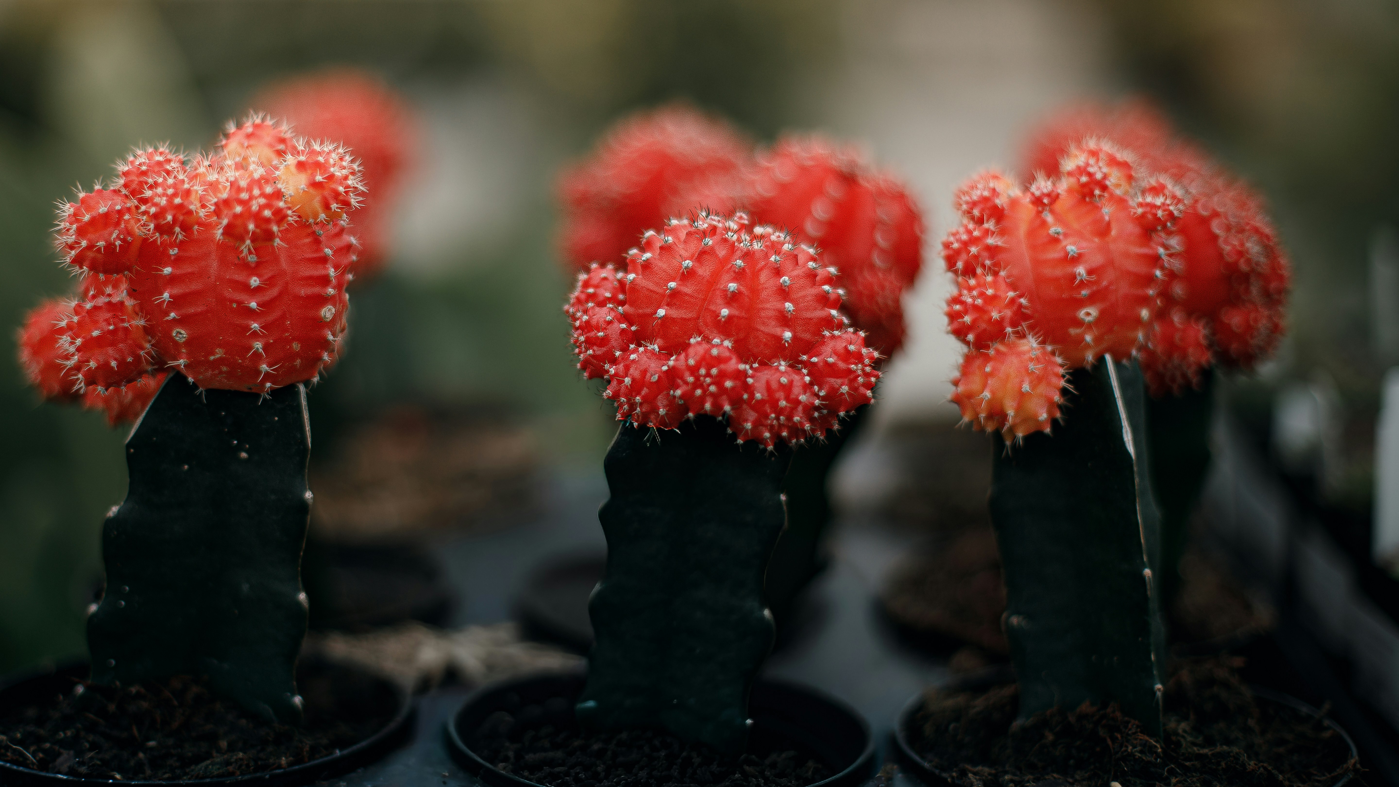 Nahraditeľné telo: Anatómia ľudského tela a medicína budúcnosti