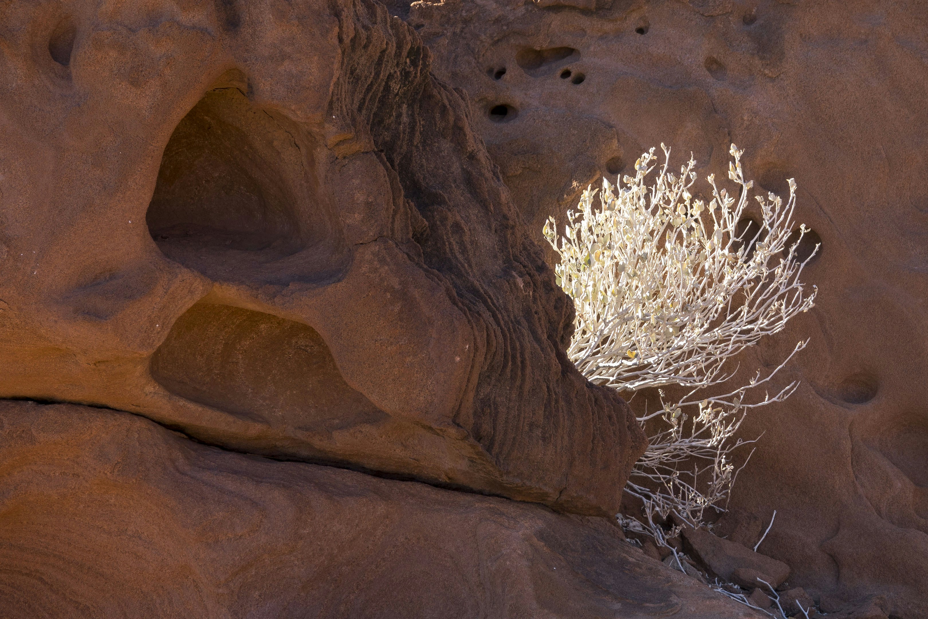 A lone desert plant grows from sandstone rock formations.