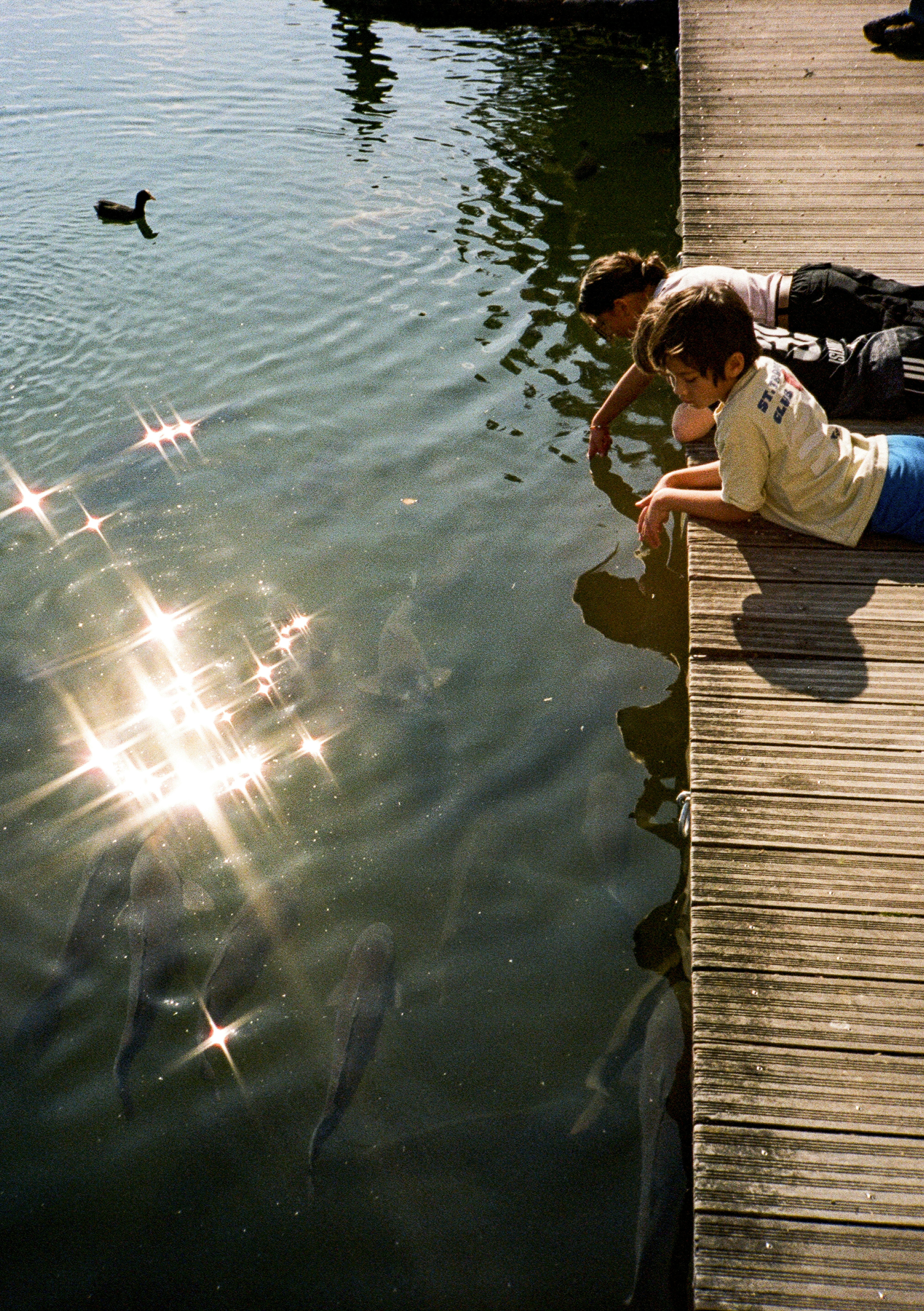 Two boys watch fish and duck in water