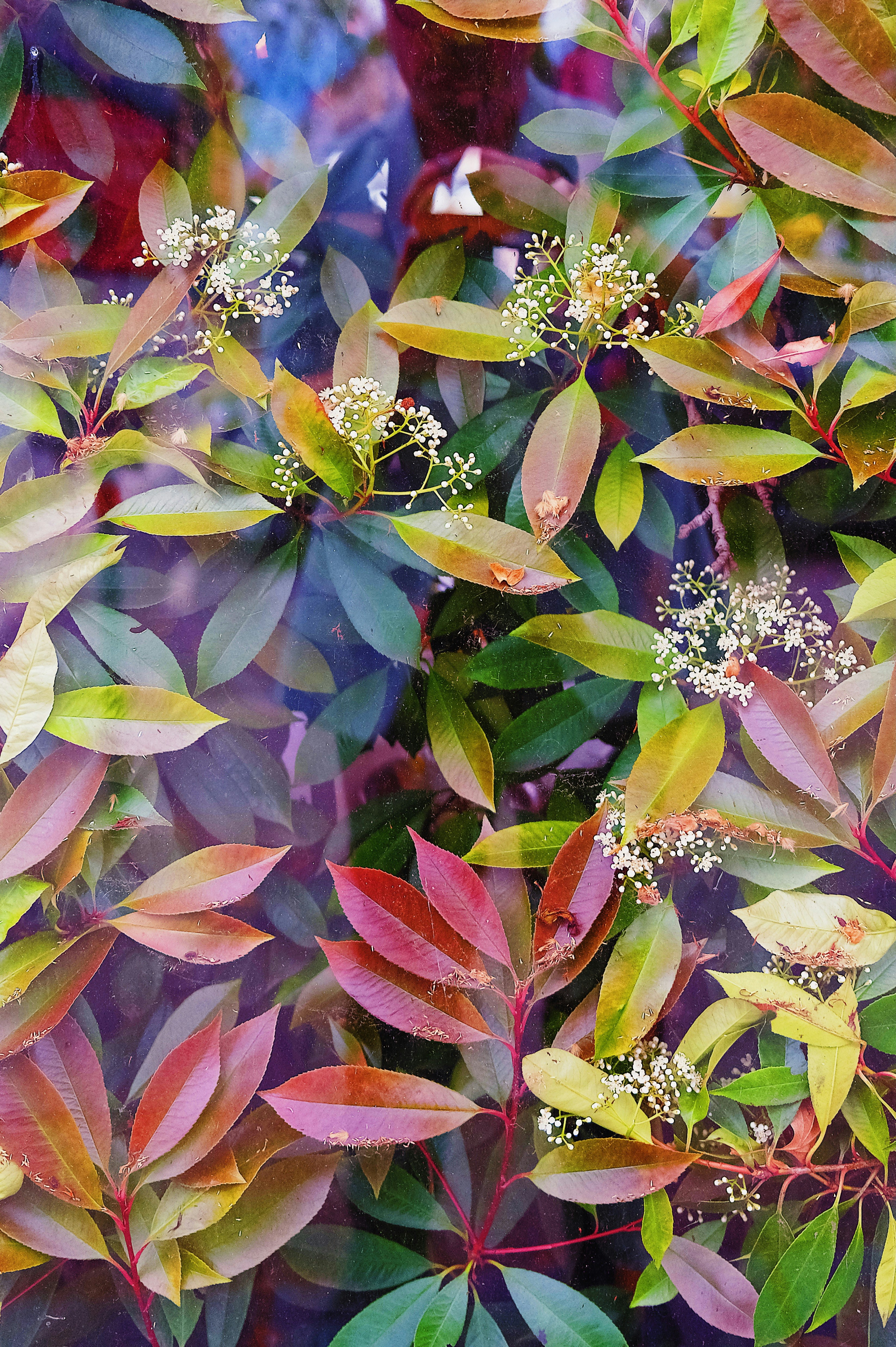 Colorful leaves and small white flowers on branches.