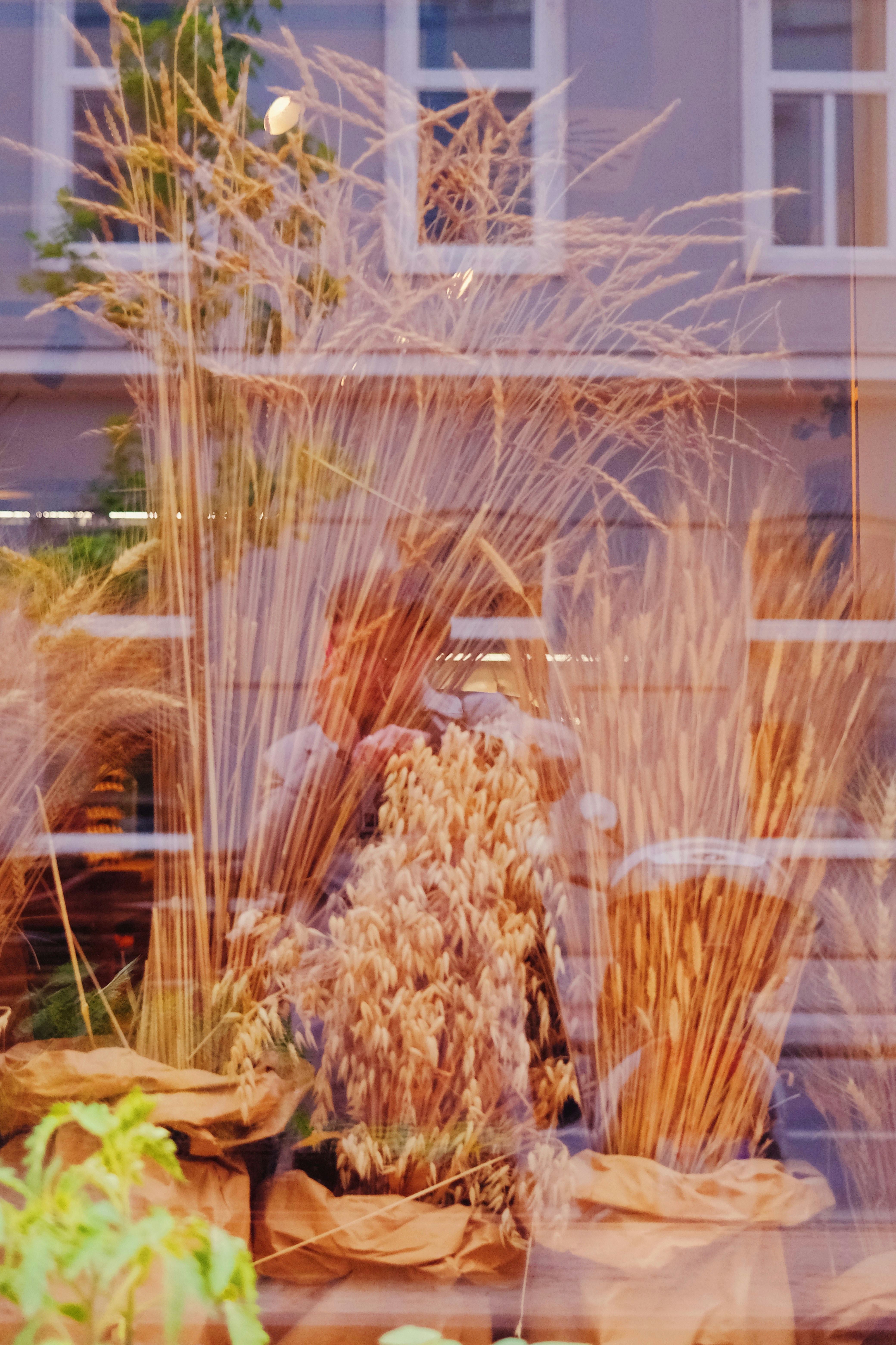 Dried wheat and grasses in a shop window display.