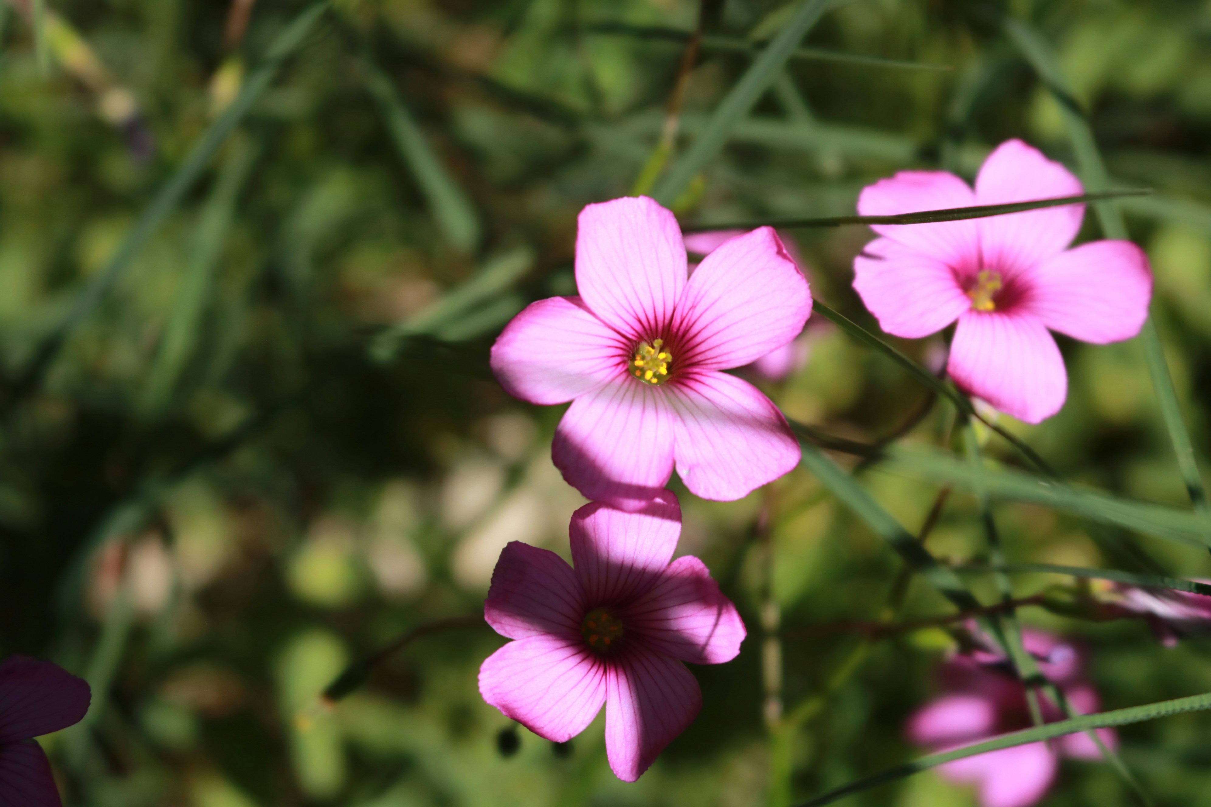 Photo by eduardalvila