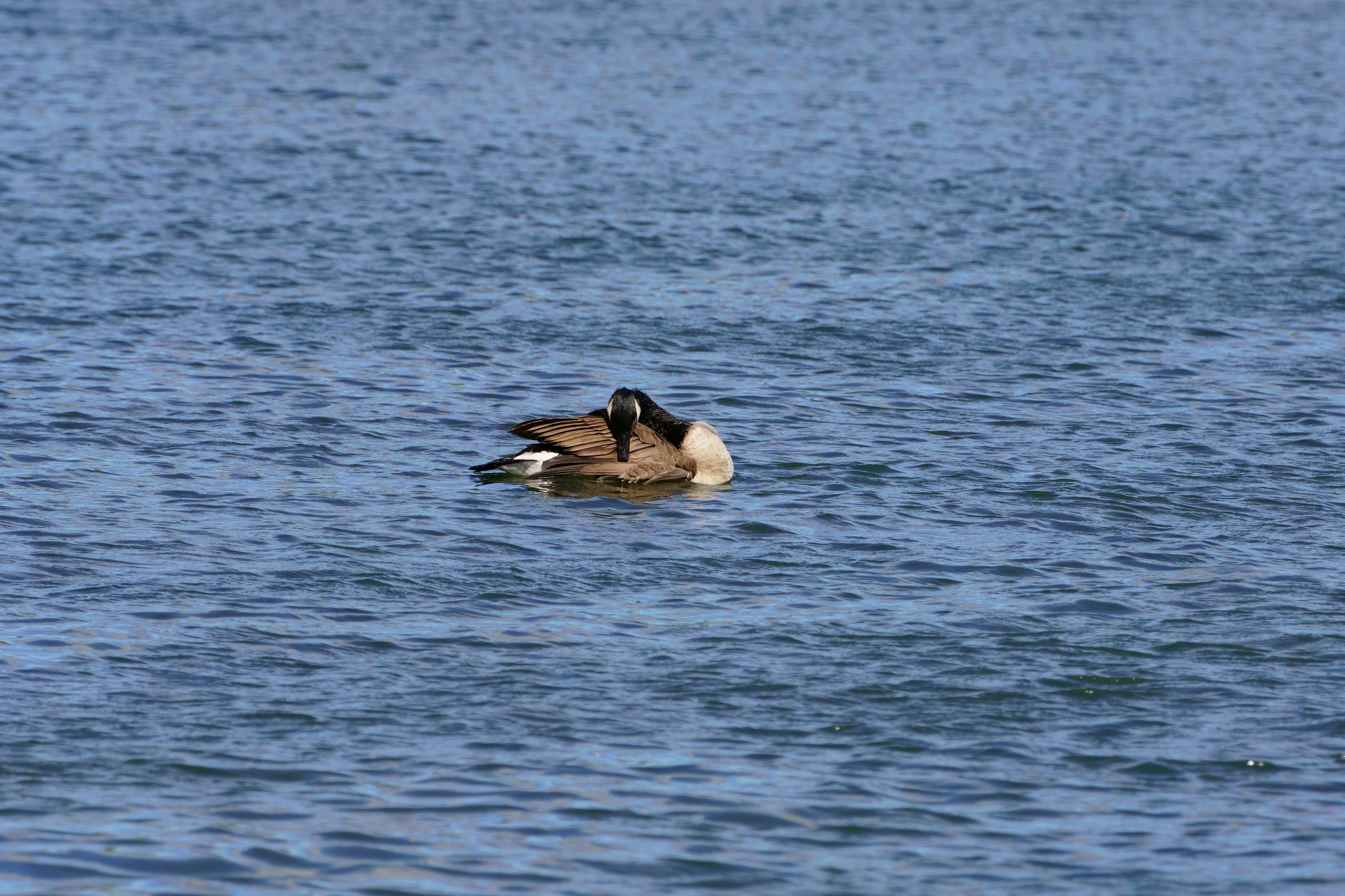 Photo by terrladennis