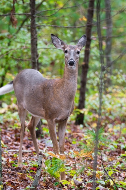 Trophy whitetail deer buck with large symmetrical antlers in fall hardwood forest