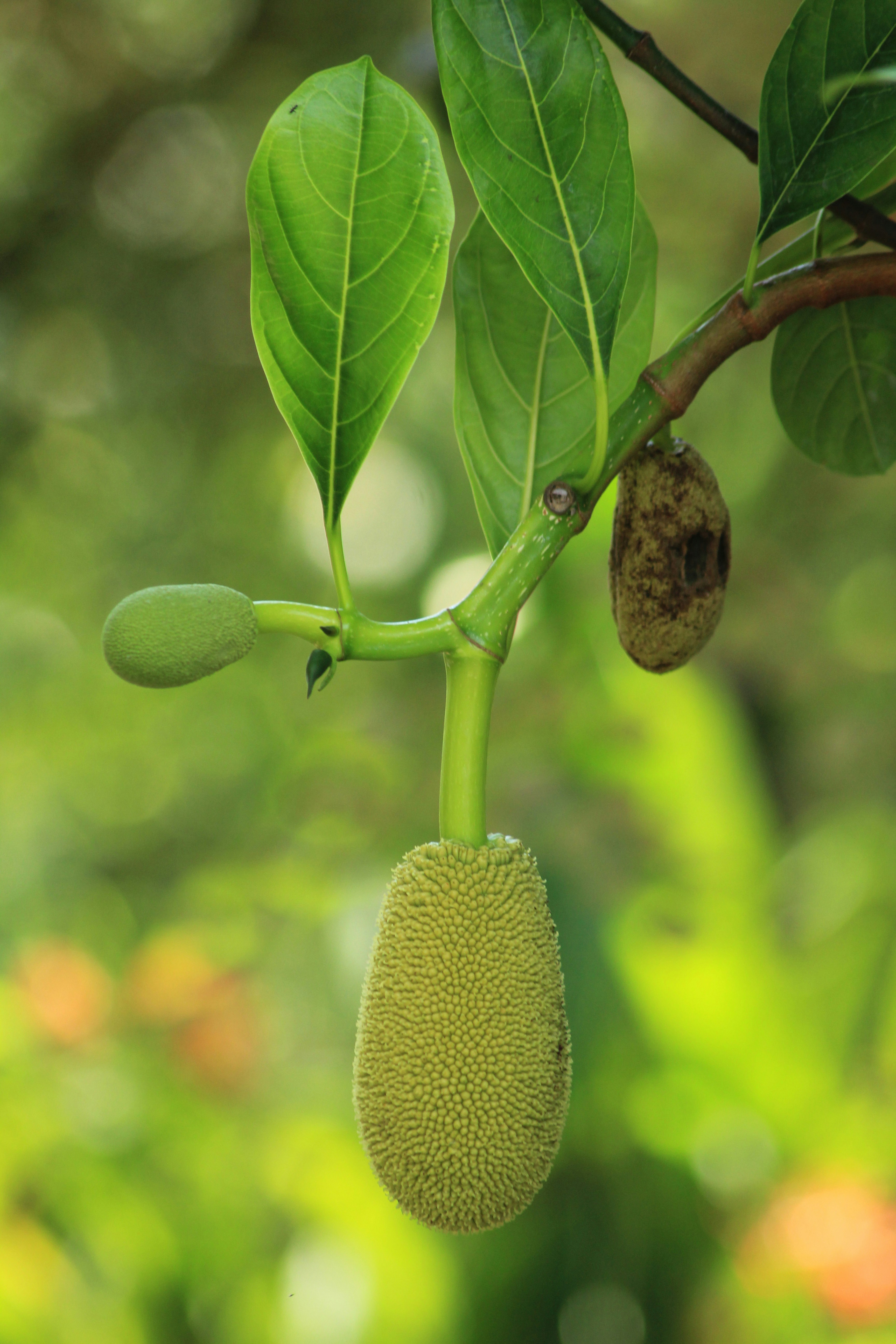 A young jackfruit hangs from a tree branch