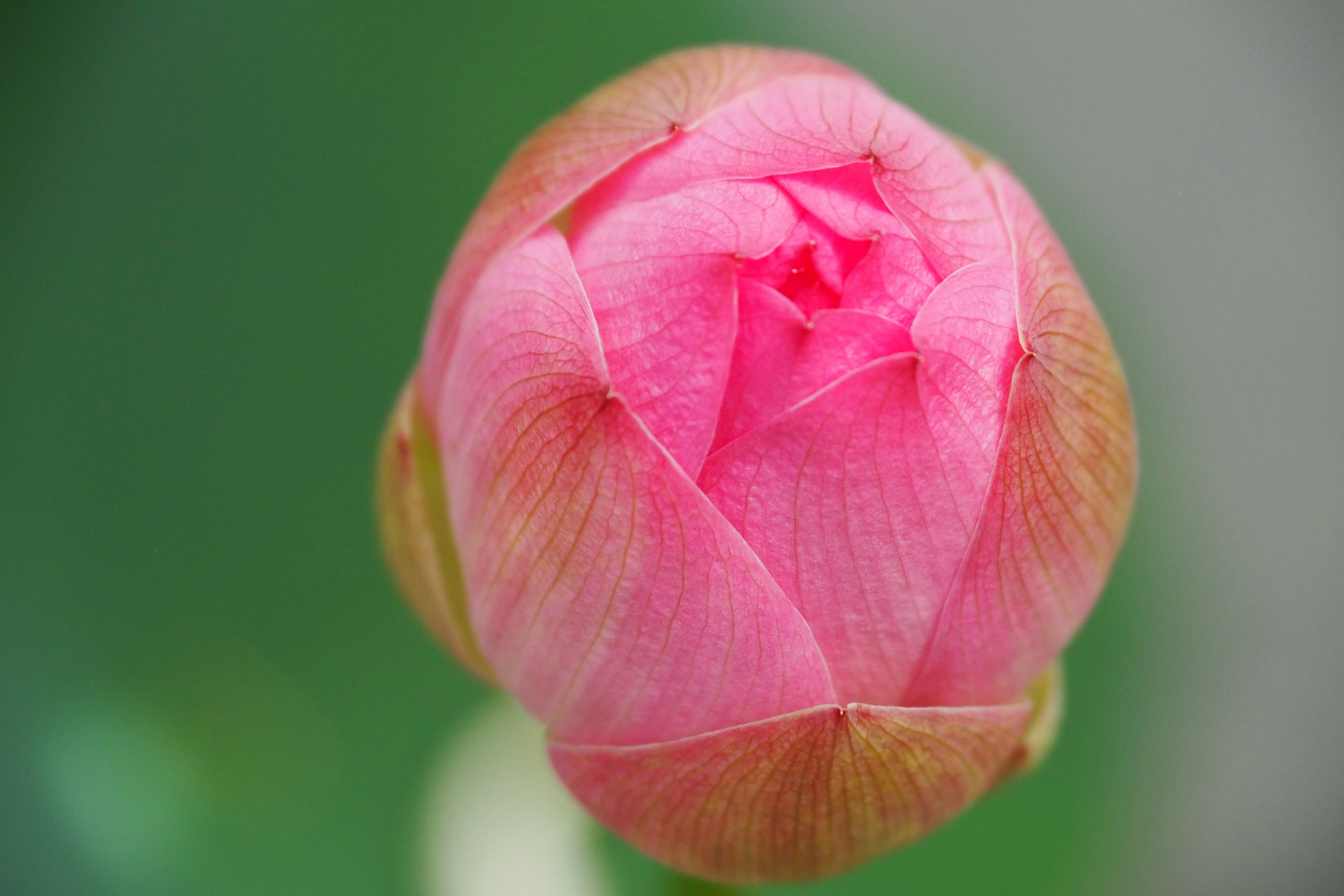 A closed pink lotus flower bud with green background.