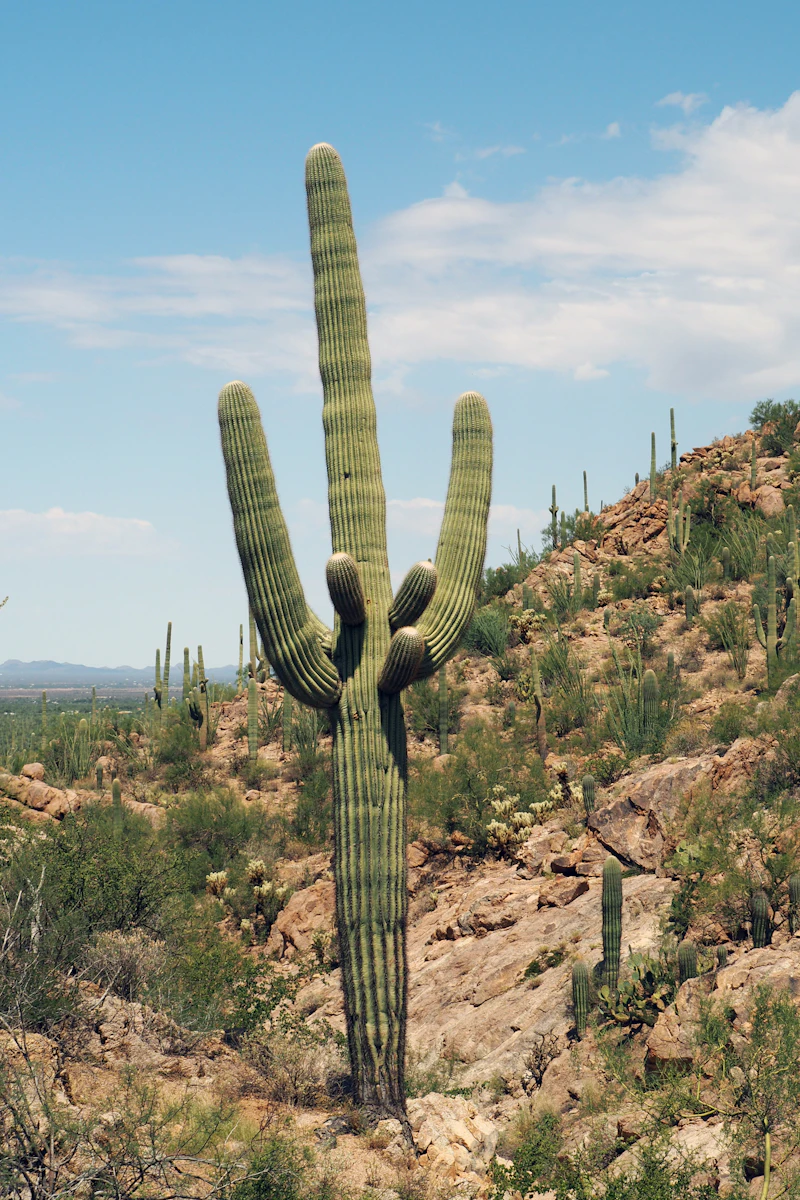 Saguaro standing over the desert