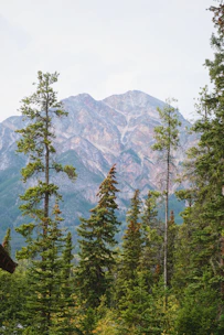 Tall pine trees in front of a majestic mountain.
