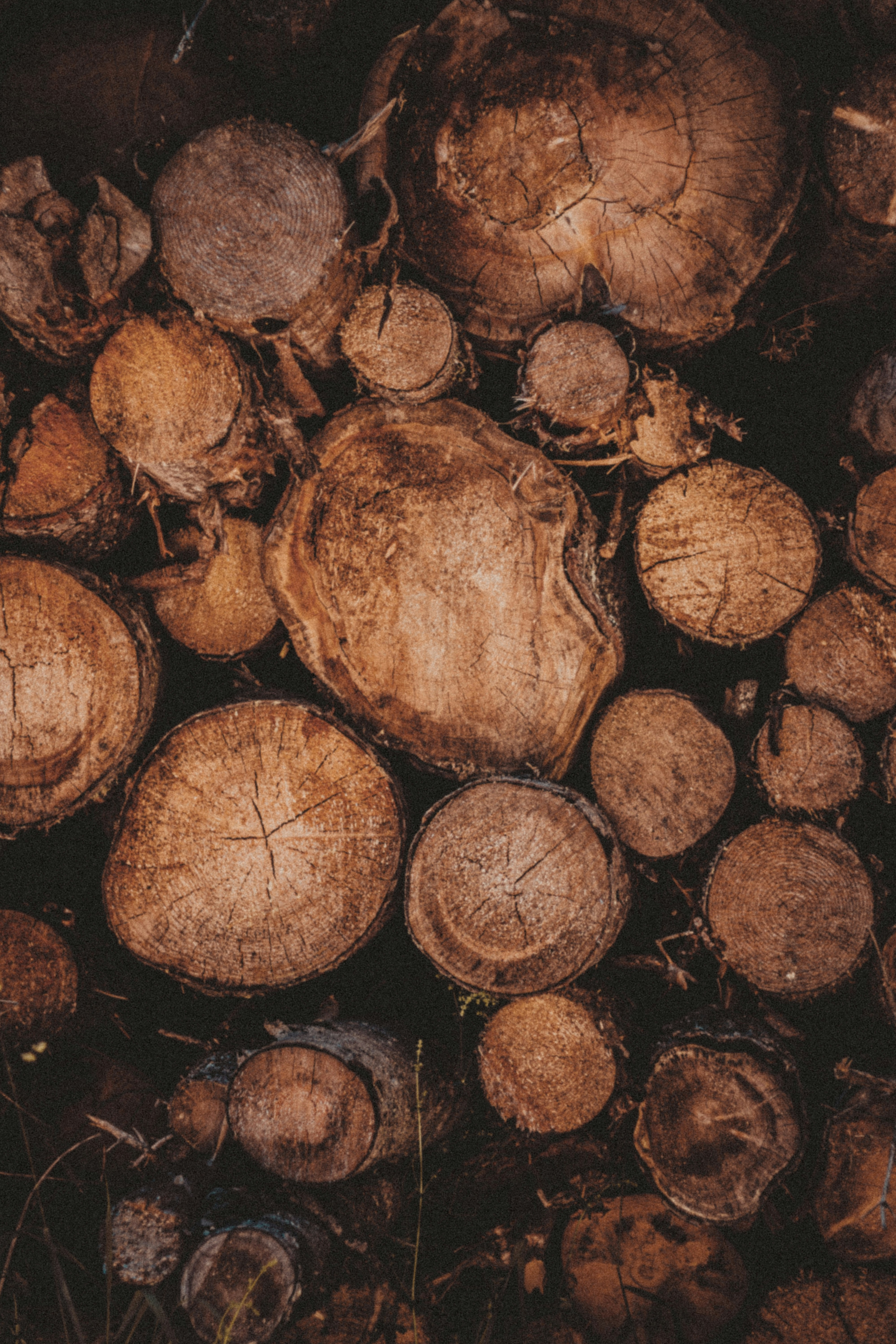 Pile of cut logs with visible wood grain