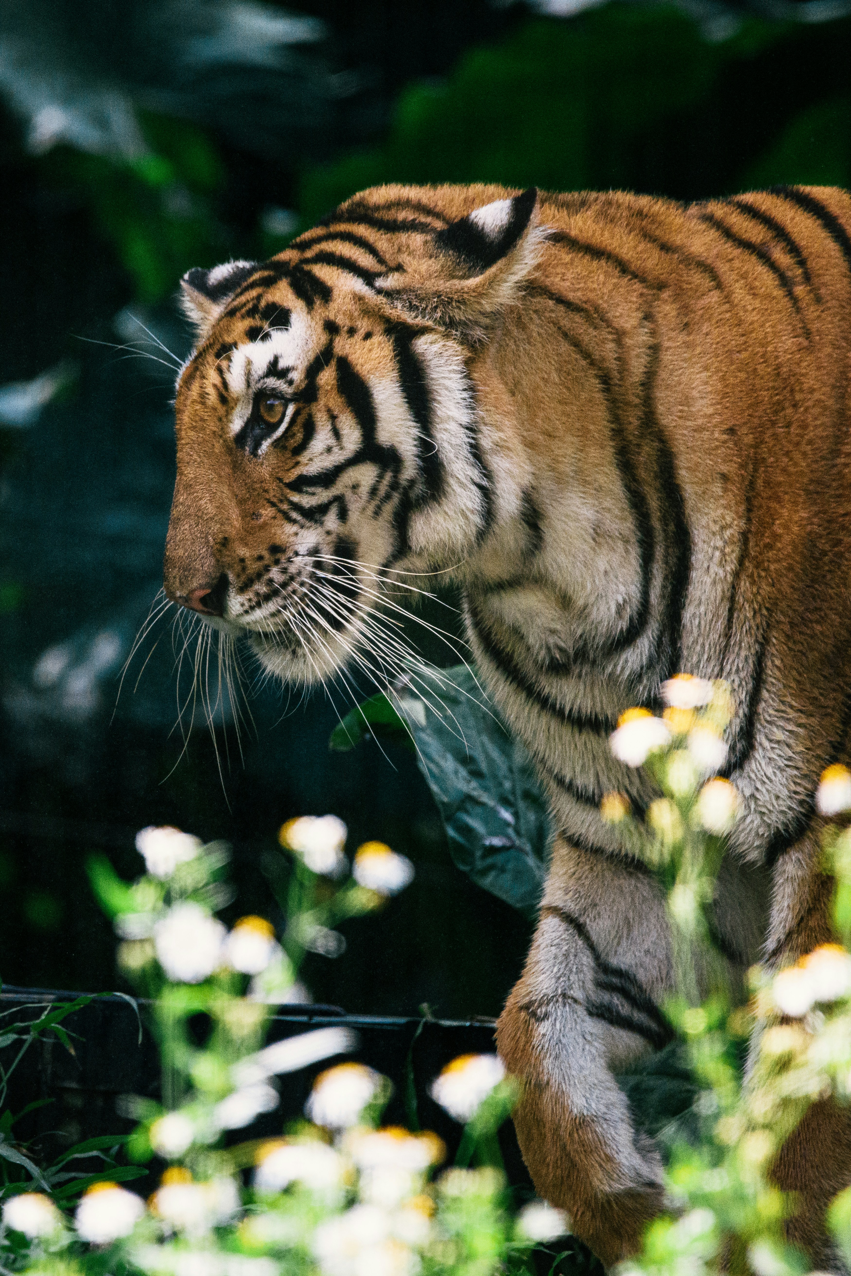 호랑이 동물 사진 – Unsplash의 무료 동물 이미지, image size:3000x4500