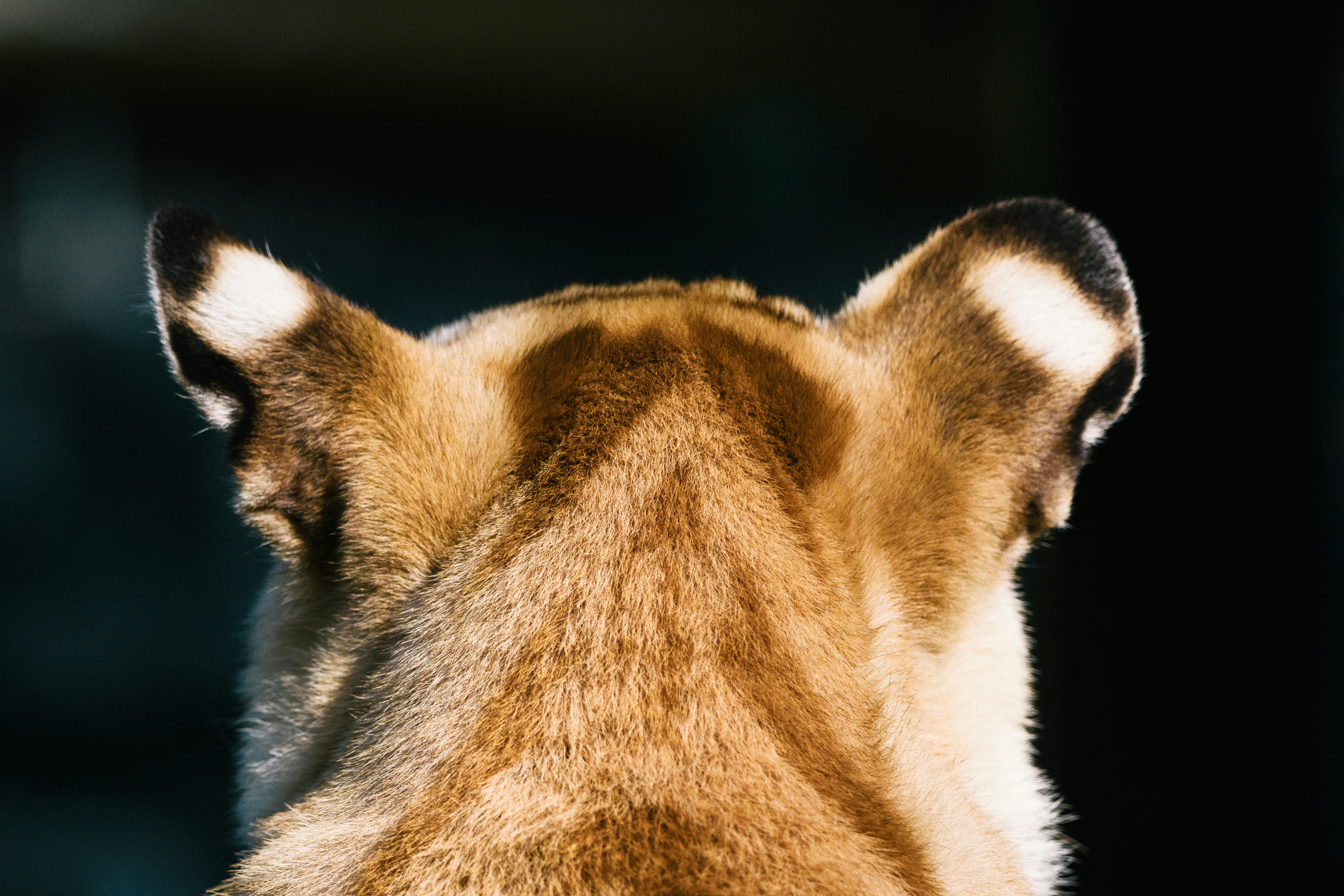 Close-up of a lion's head from behind