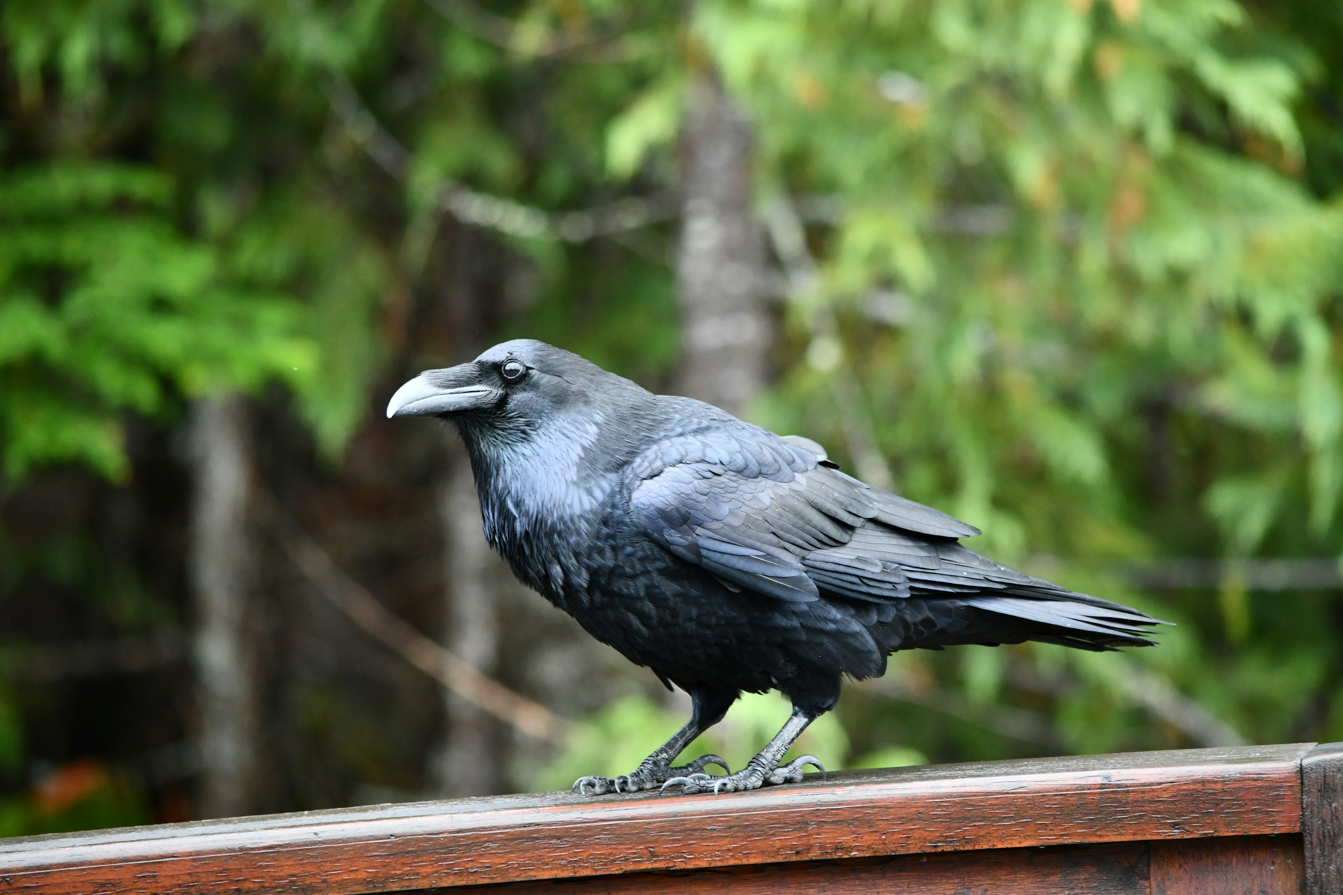 Ein schwarzer Rabe sitzt auf einem Holzgeländer.