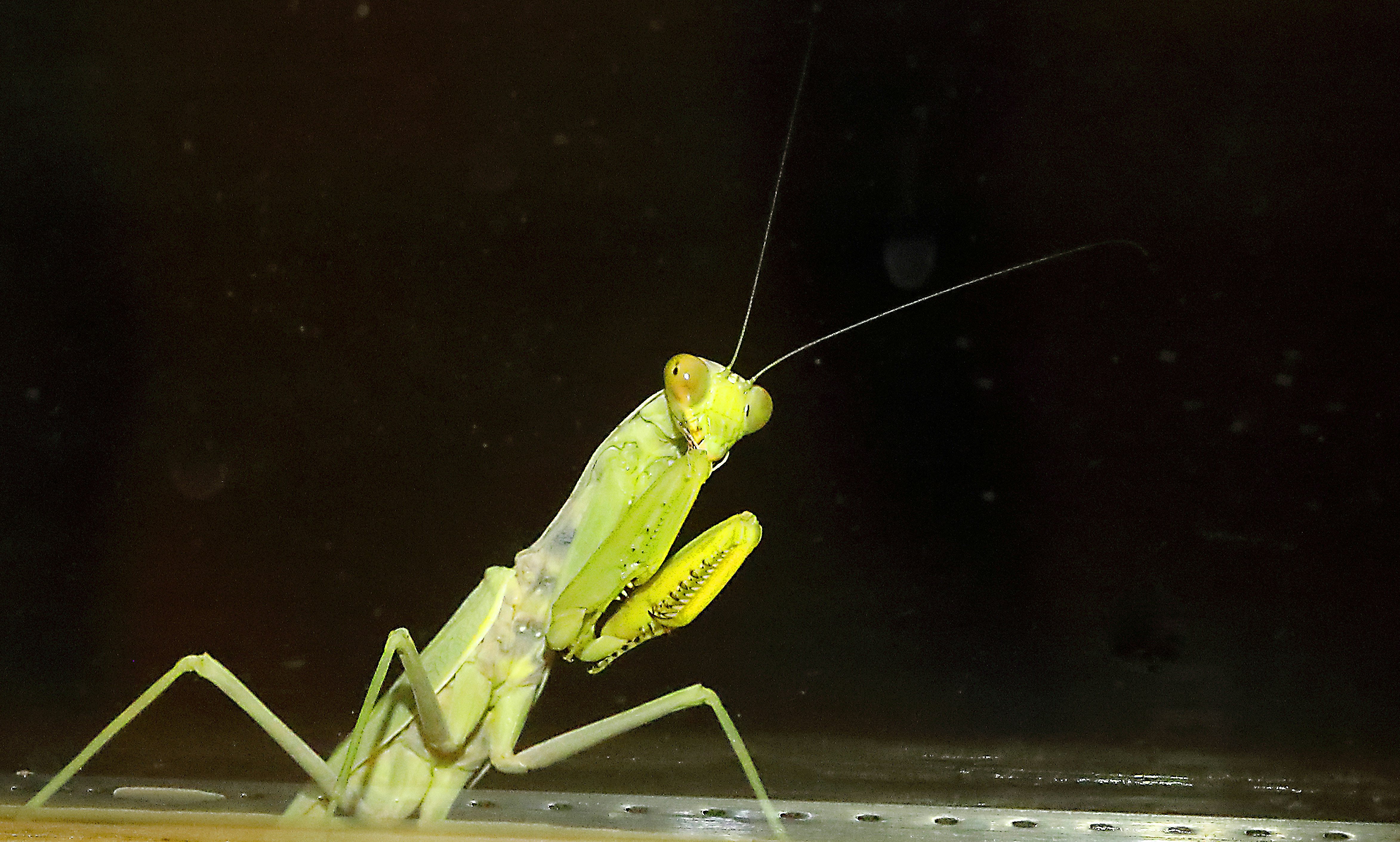 A green praying mantis with large eyes.