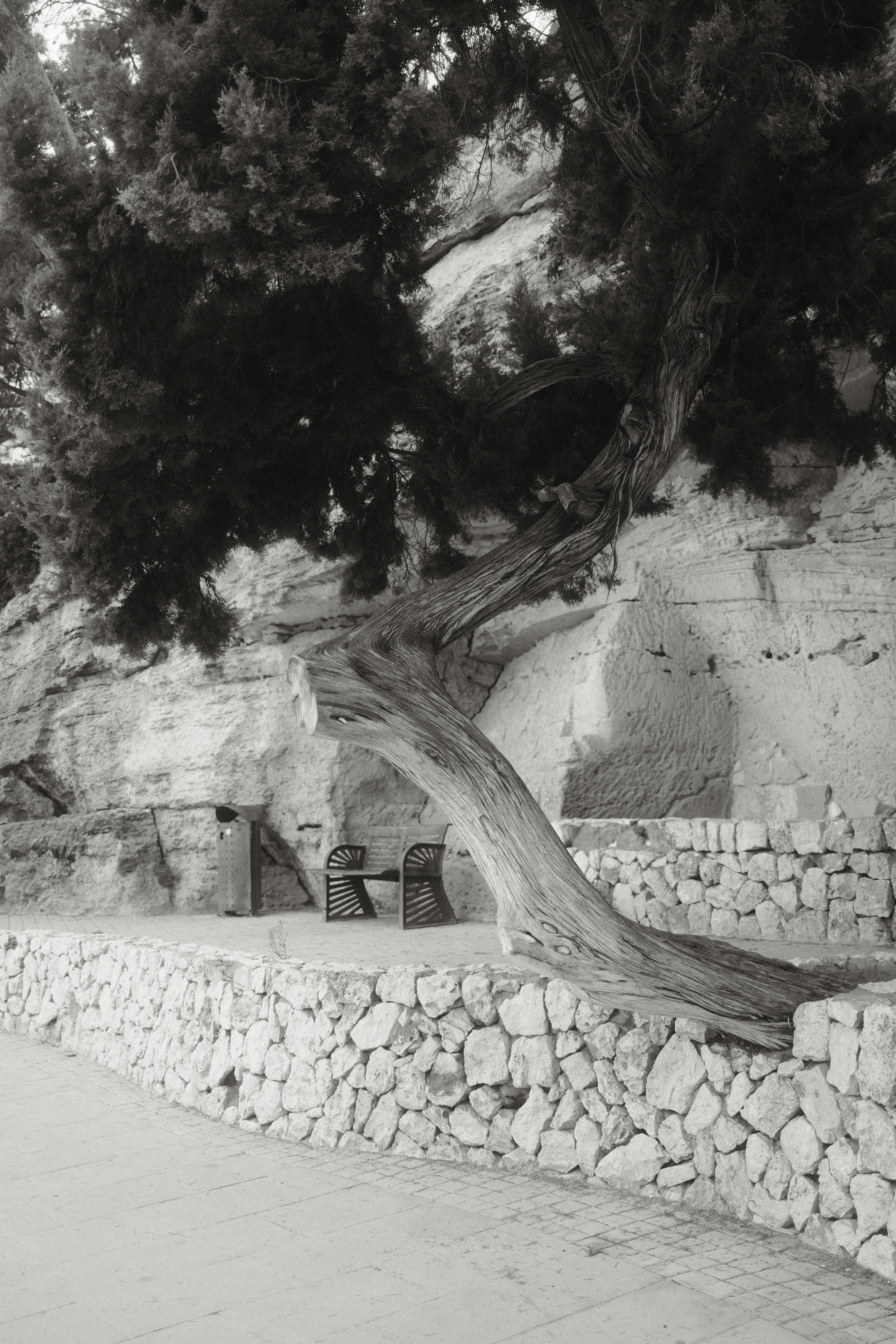 Ein verdrehter Baum wächst an einer Felswand mit Bank.