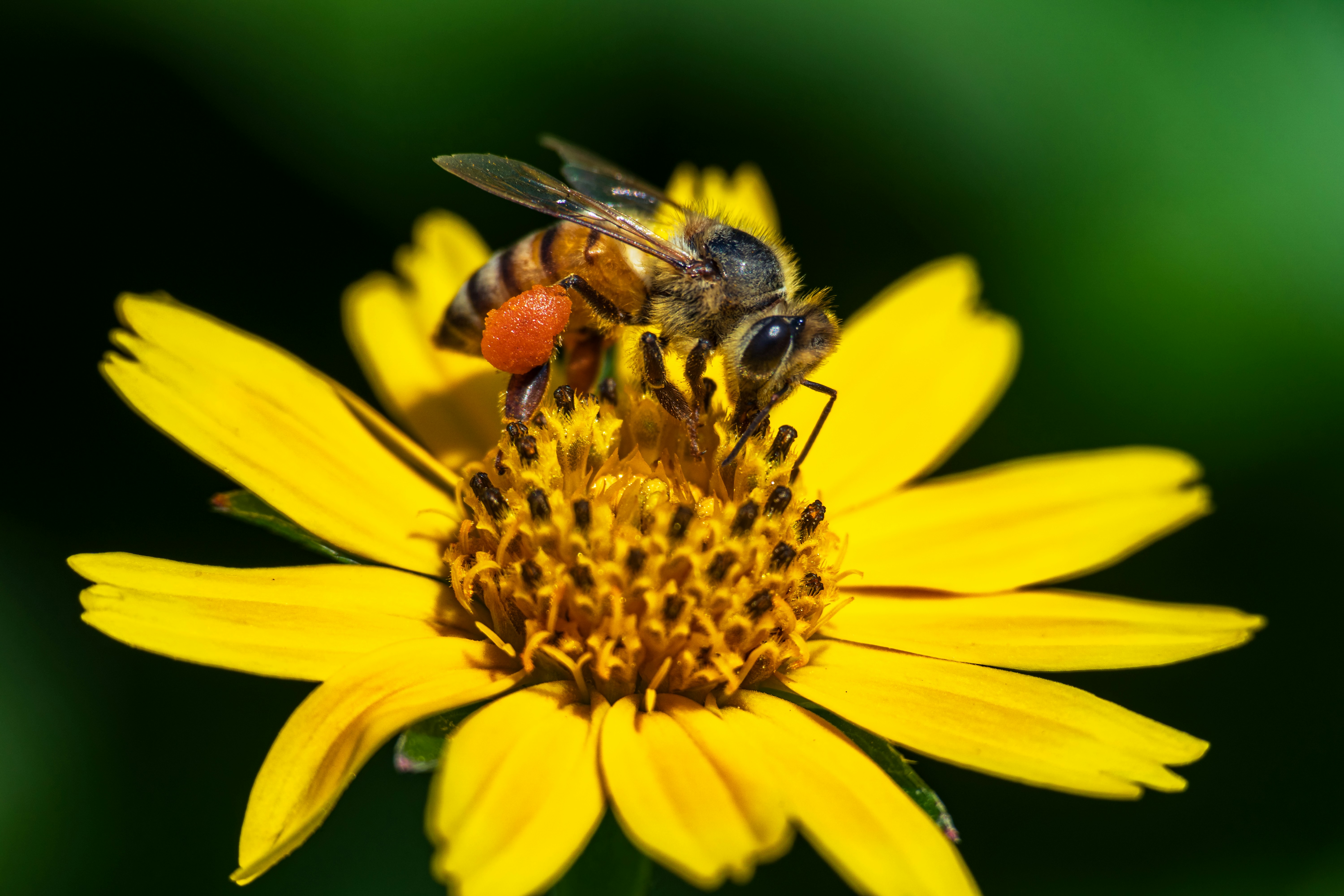 Bee pollinating a flower.