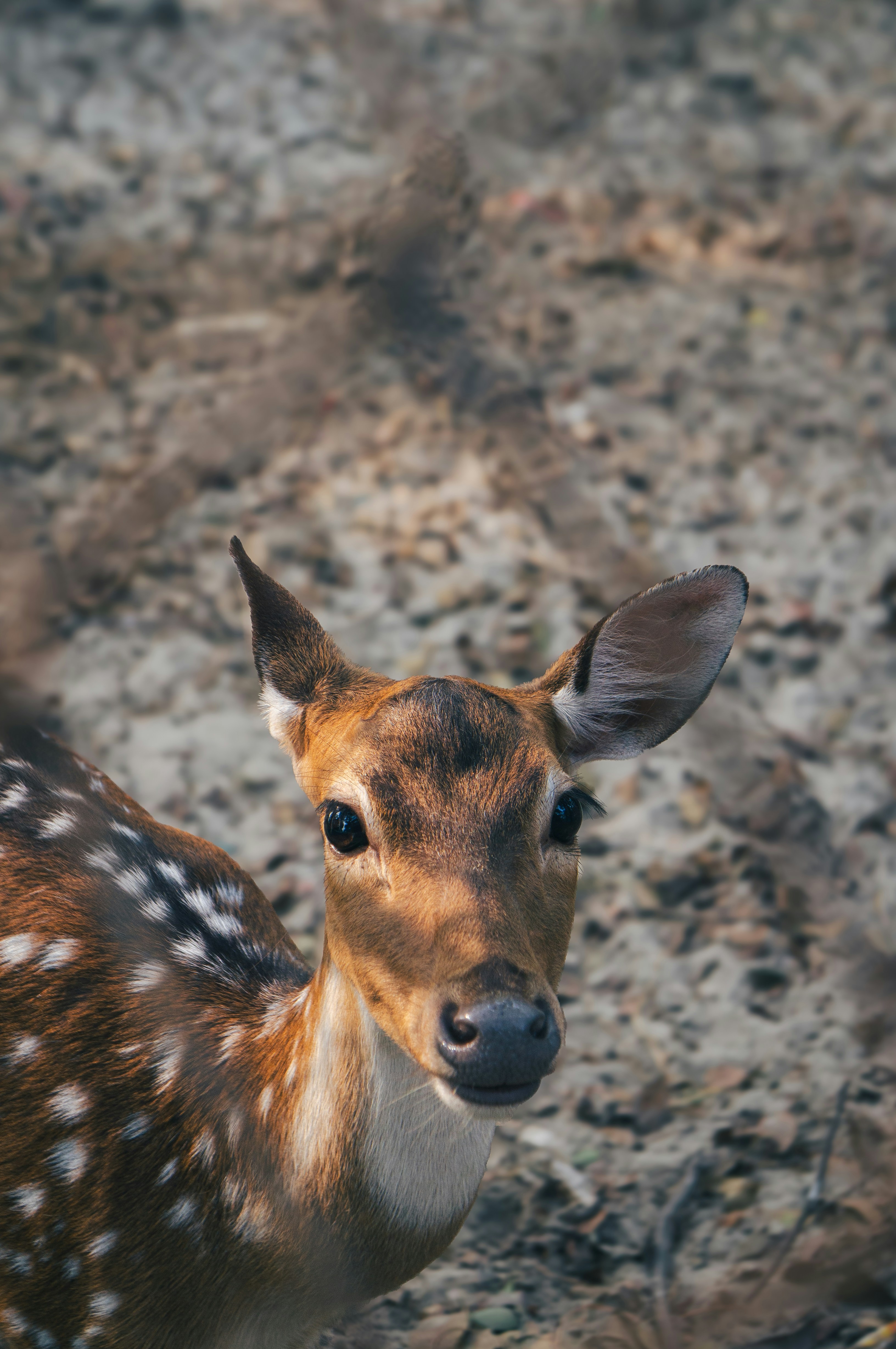 Photo by tahsinlabib_