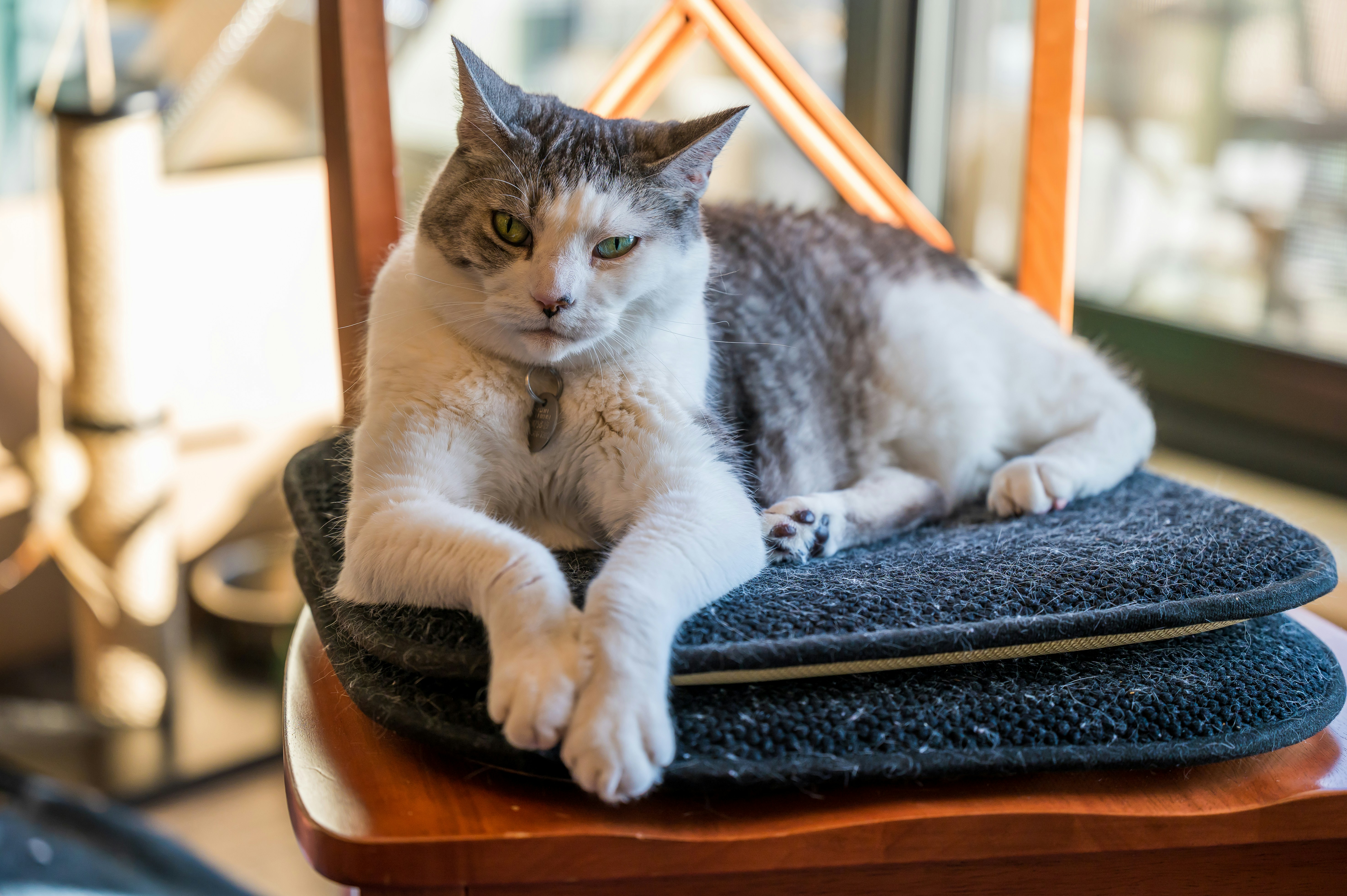 灰色と白の猫が椅子に横たわっています。