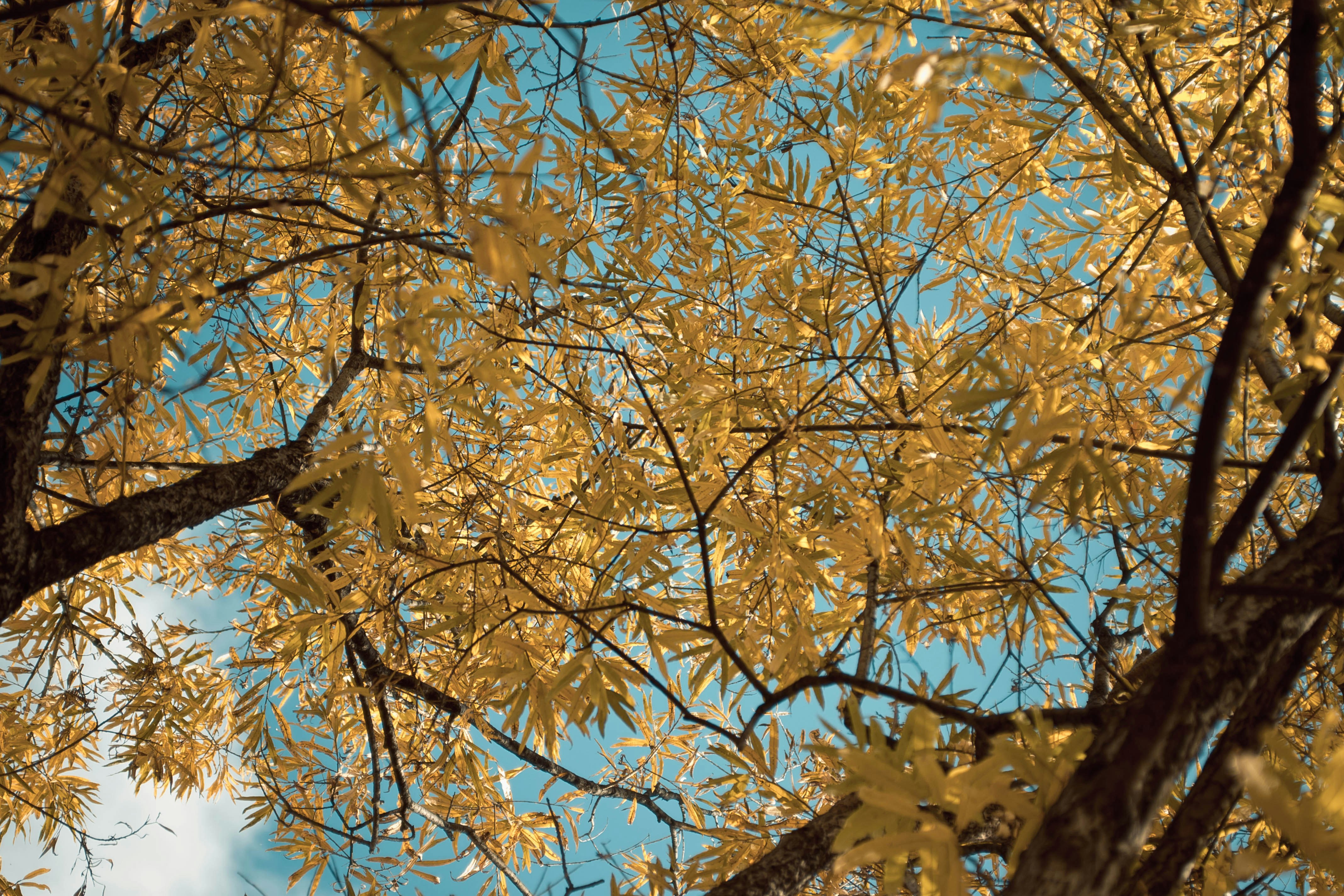 Golden dates close-up