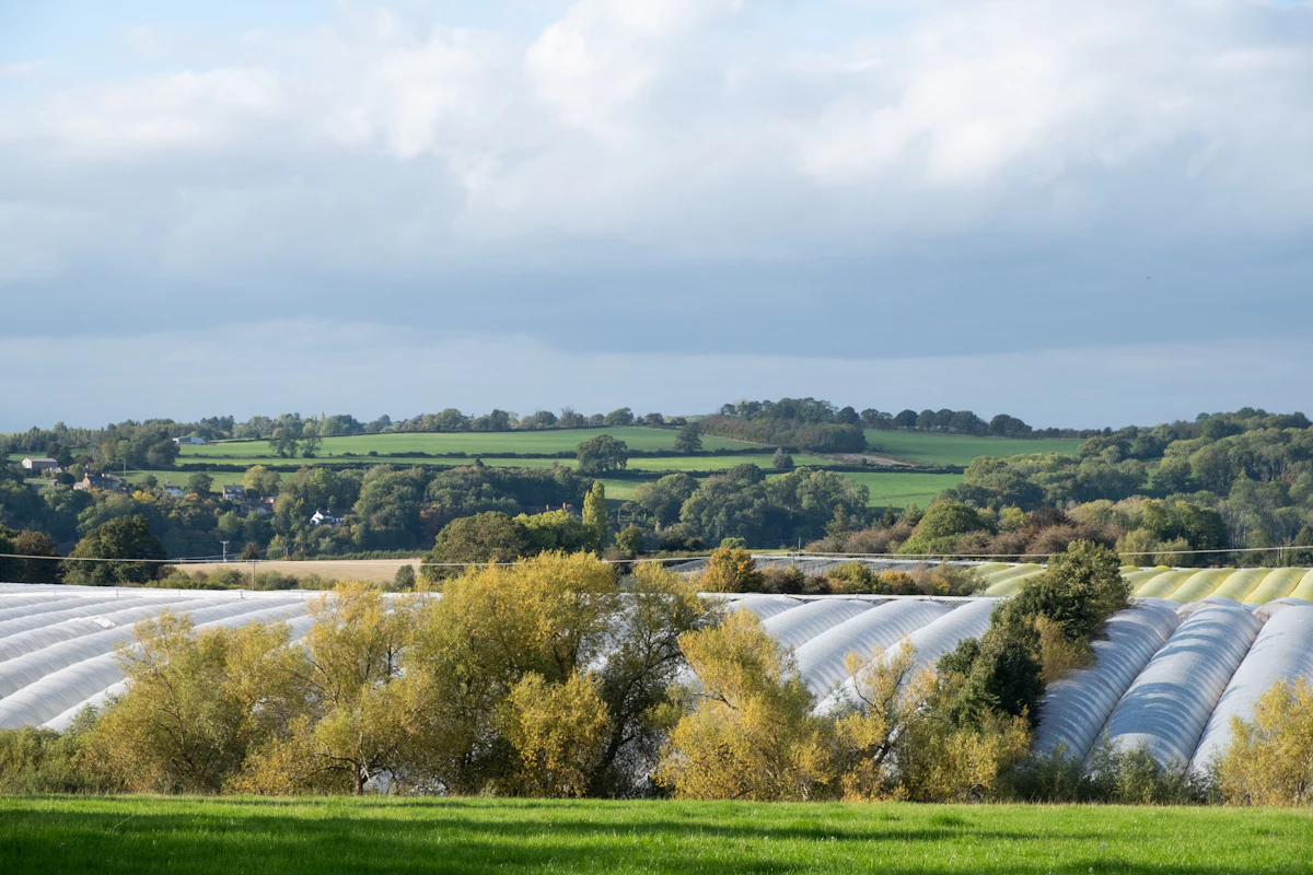 Tunnel greenhouses across rolling fields