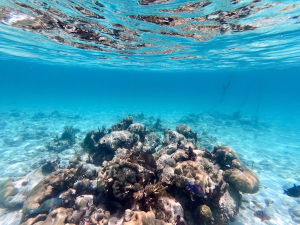 Guided snorkeling over Caribbean reef