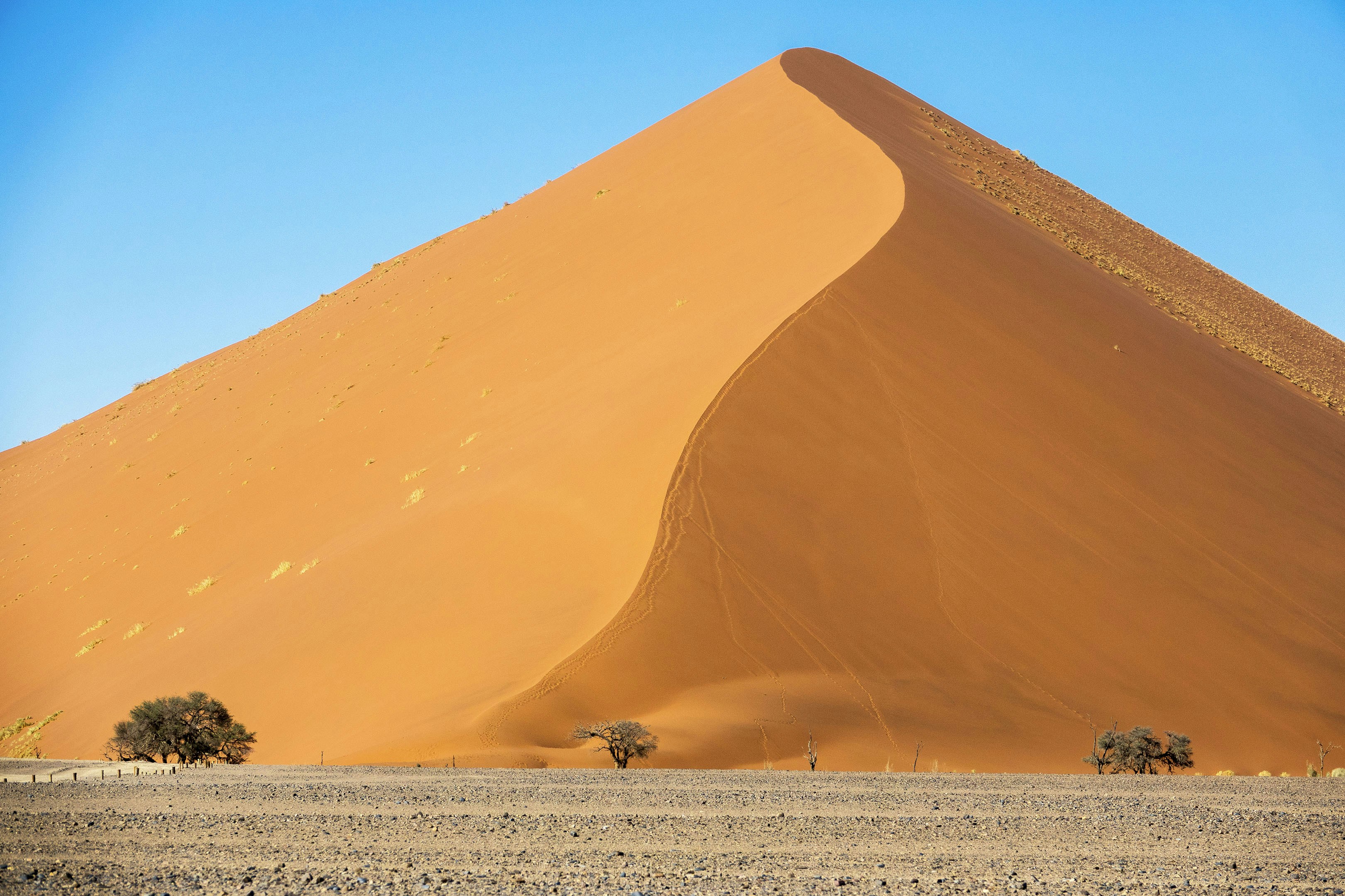Large sand dune with sparse desert trees under blue sky