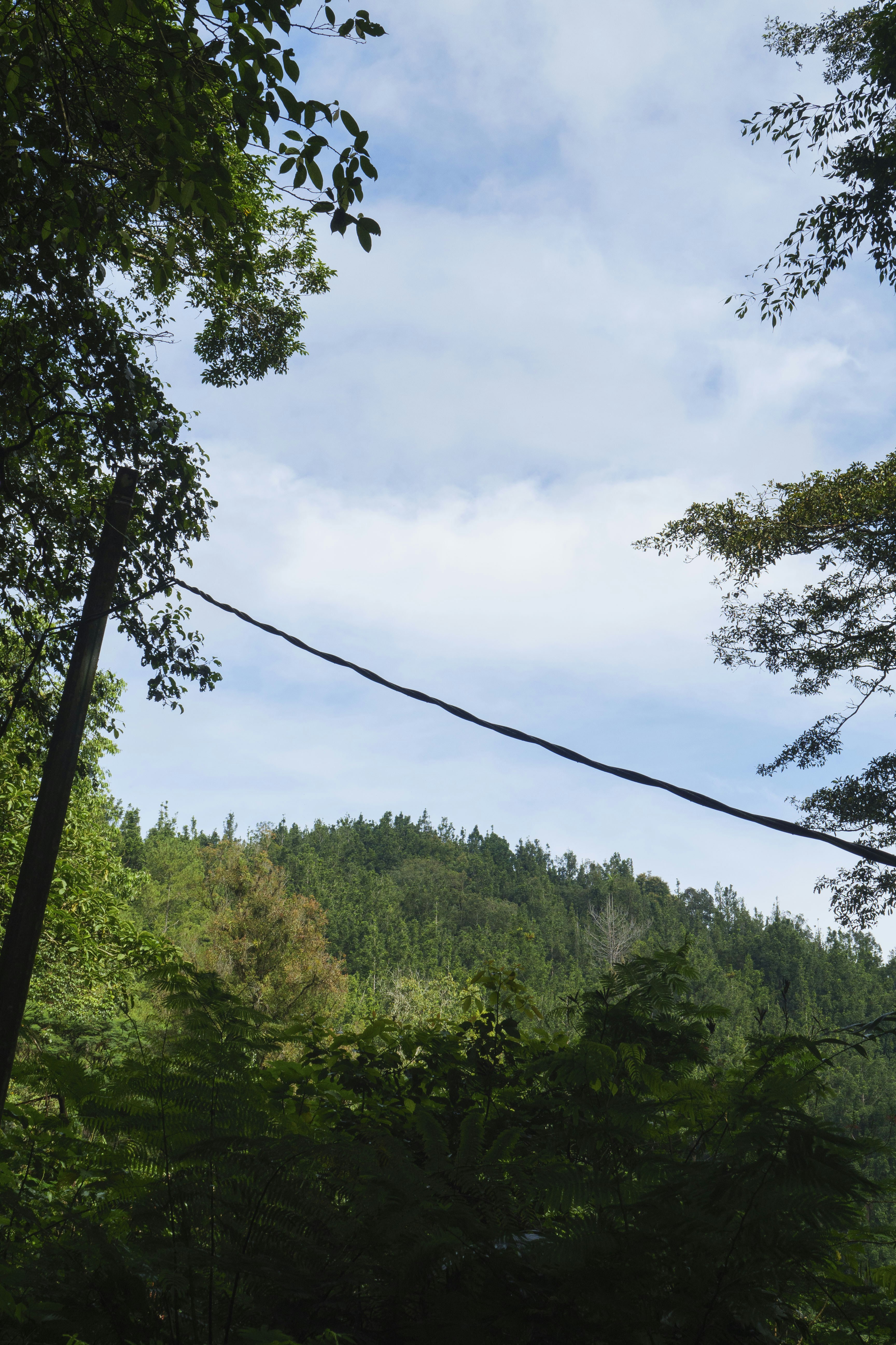 Bäume und Himmel mit einer Stromleitung
