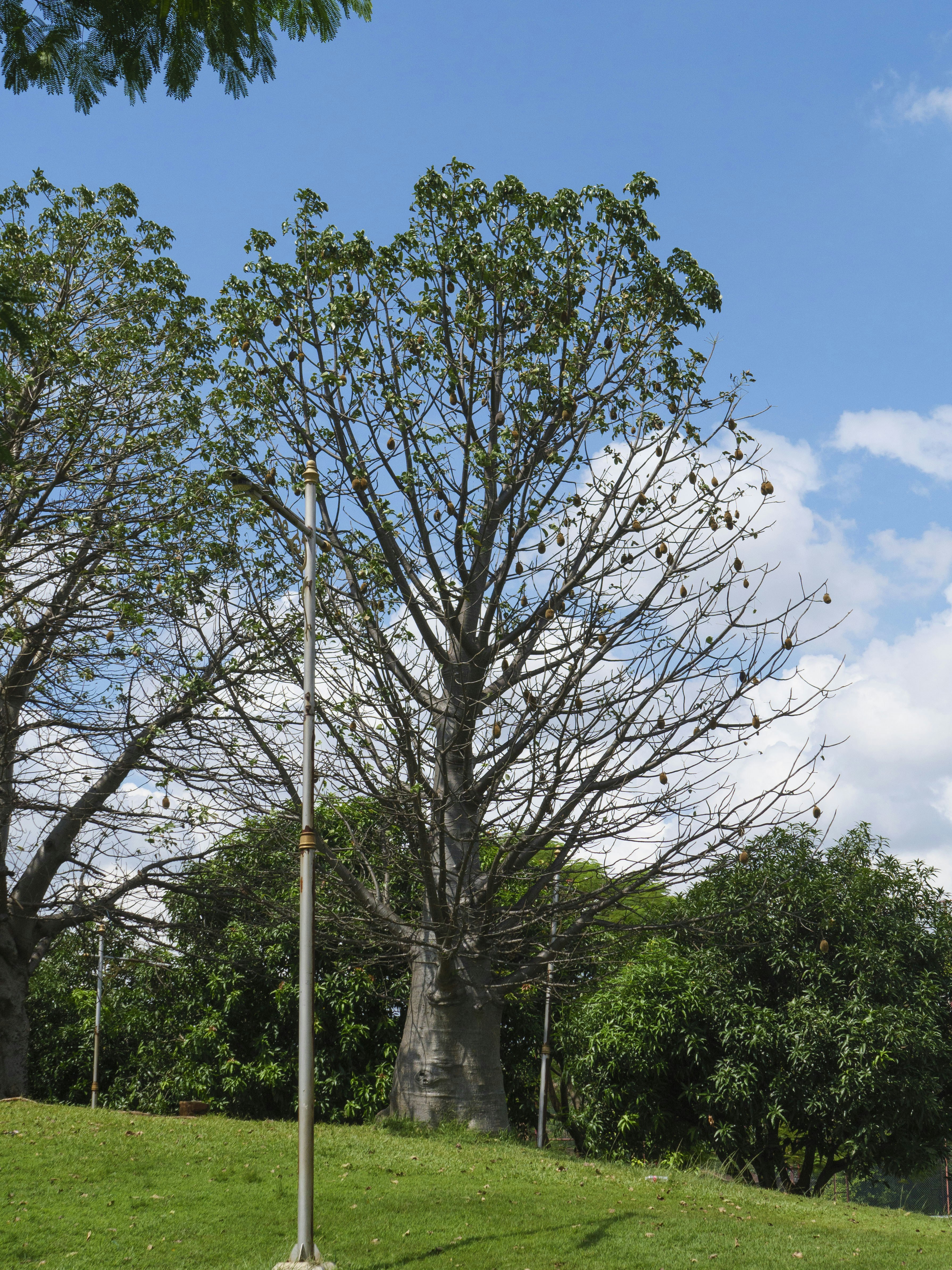 Großer Baobab-Baum mit grünen Blättern vor blauem Himmel