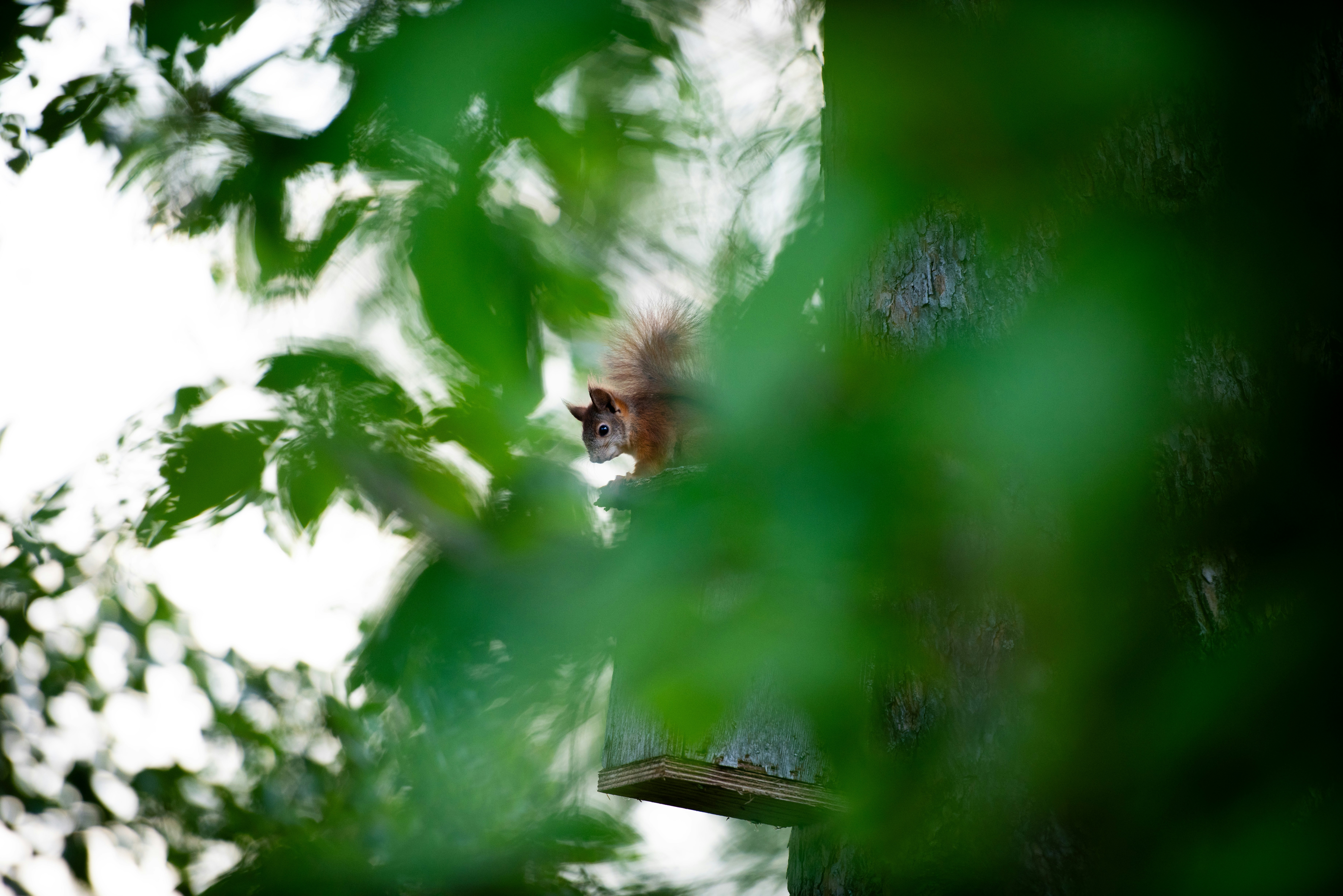 Squirrel peeking from behind green leaves