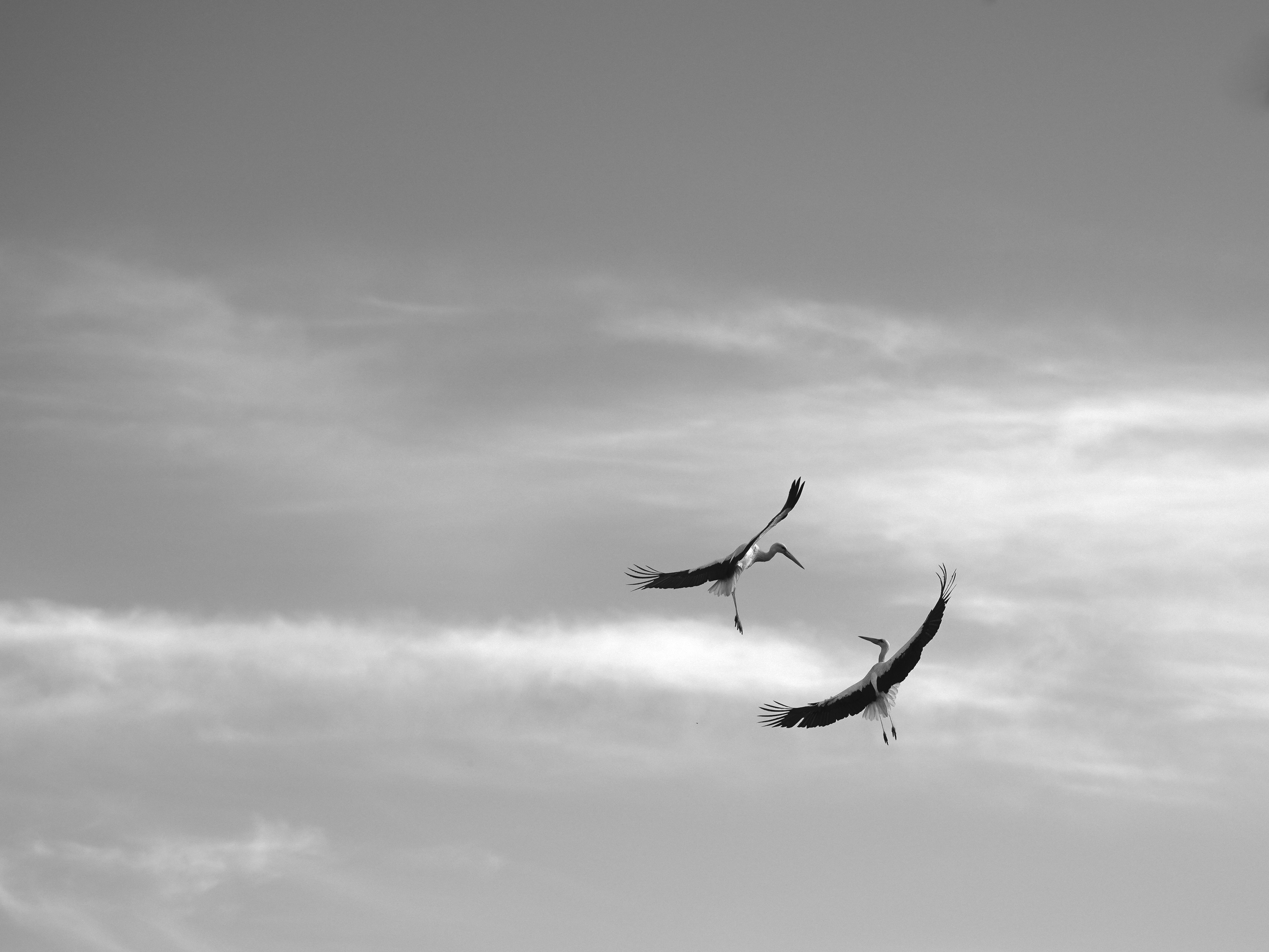 Photo by wolfgang_hasselmann