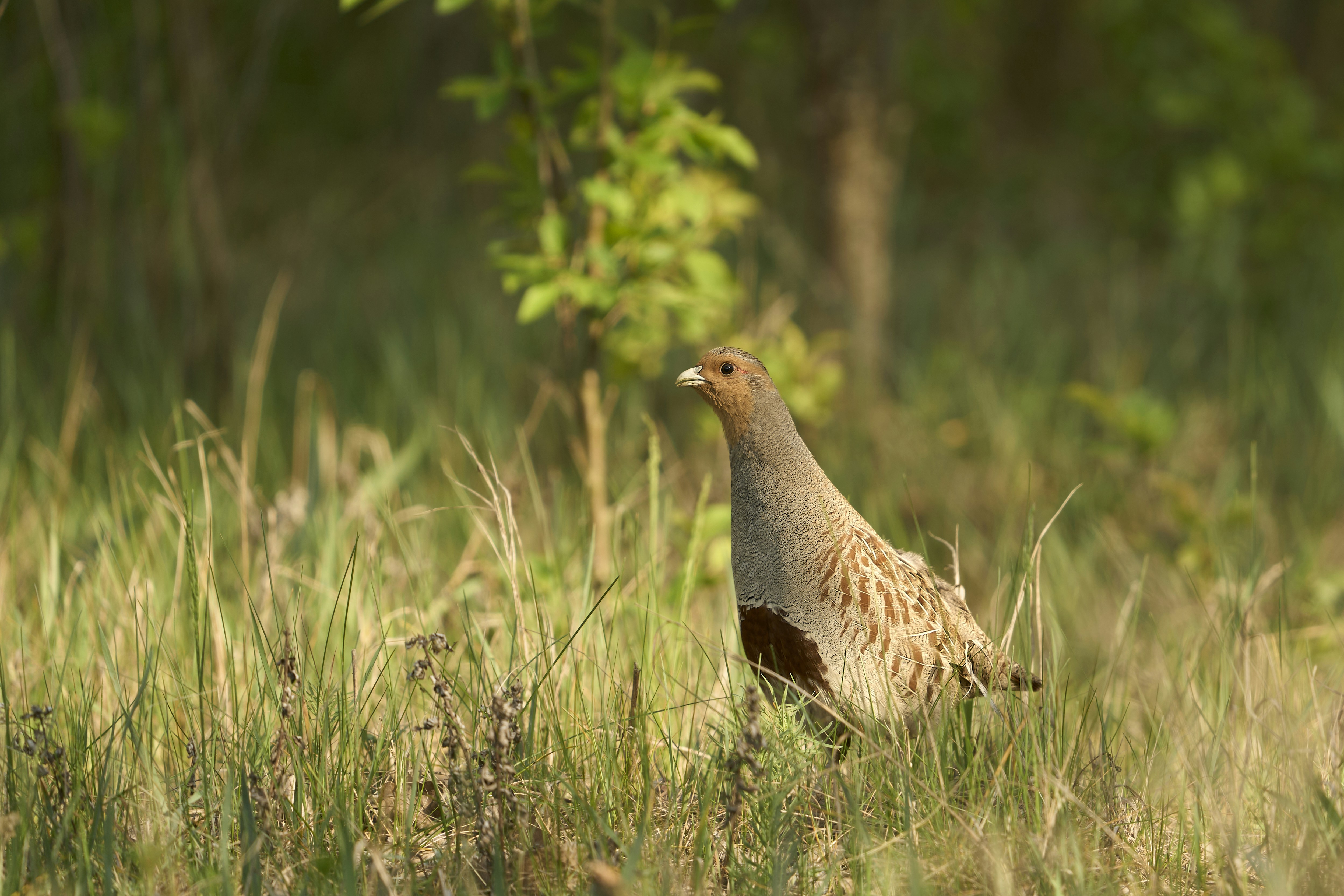 Photo by wolfgang_hasselmann