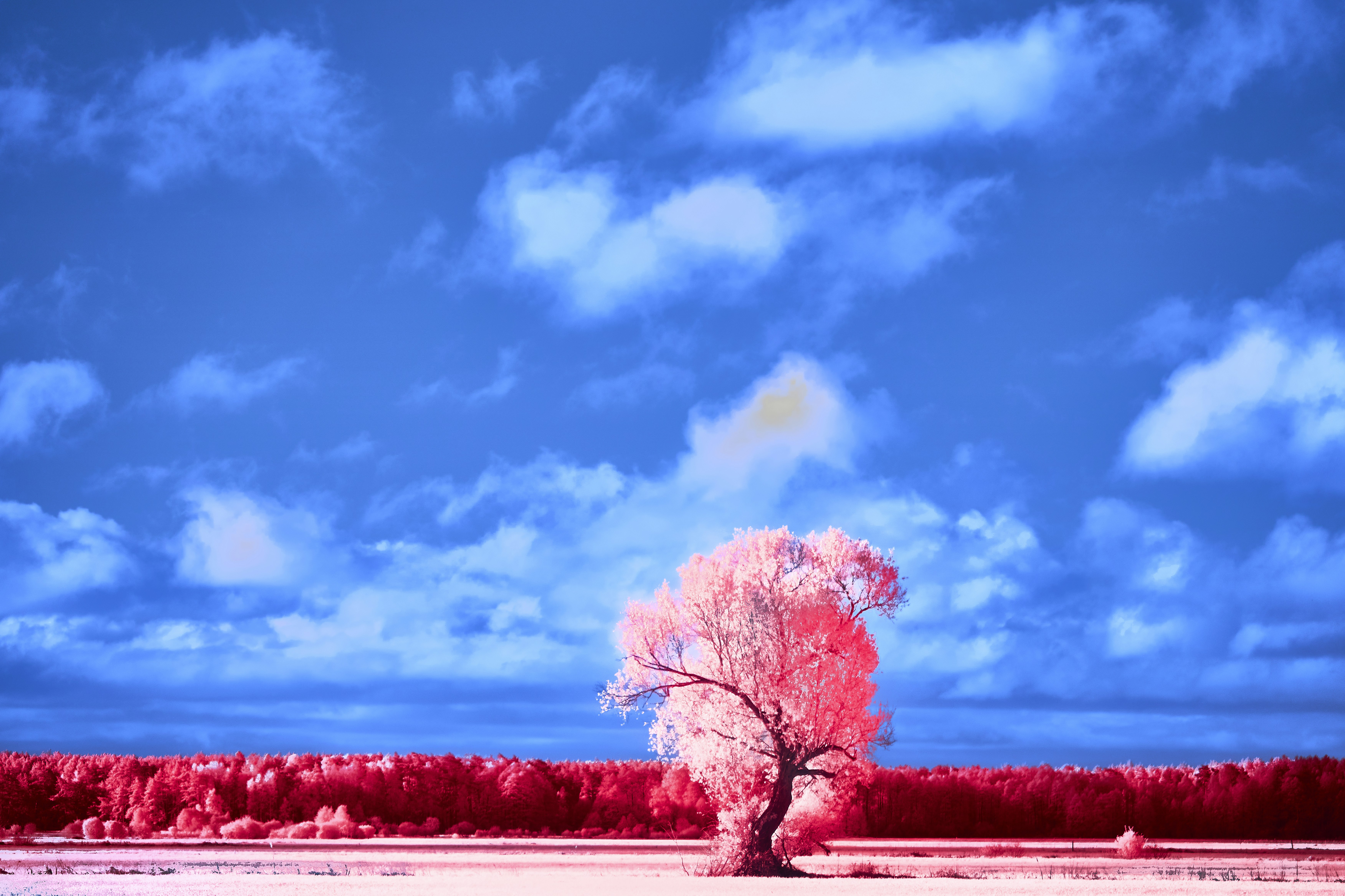 Photo by wolfgang_hasselmann