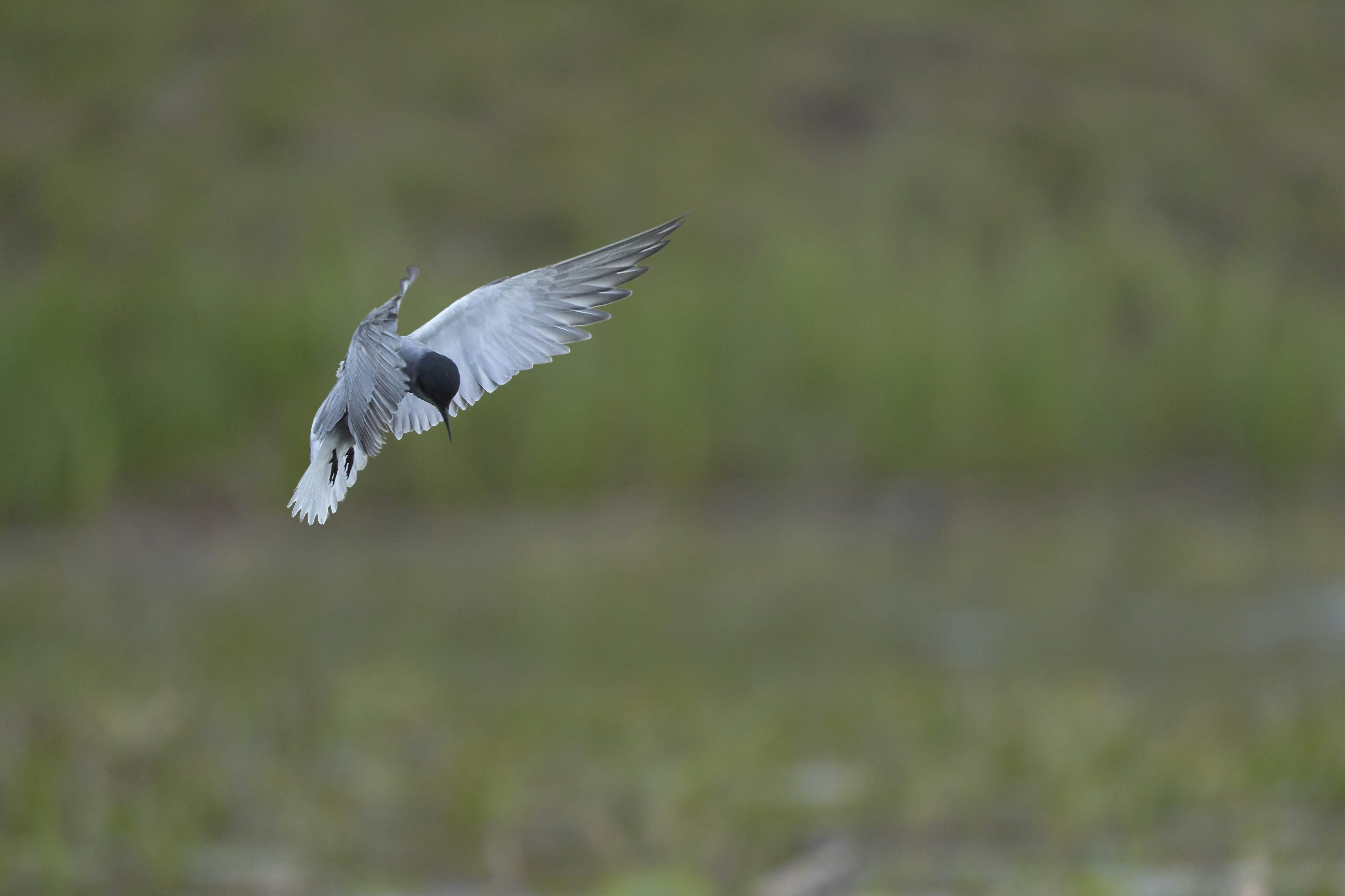 Photo by wolfgang_hasselmann