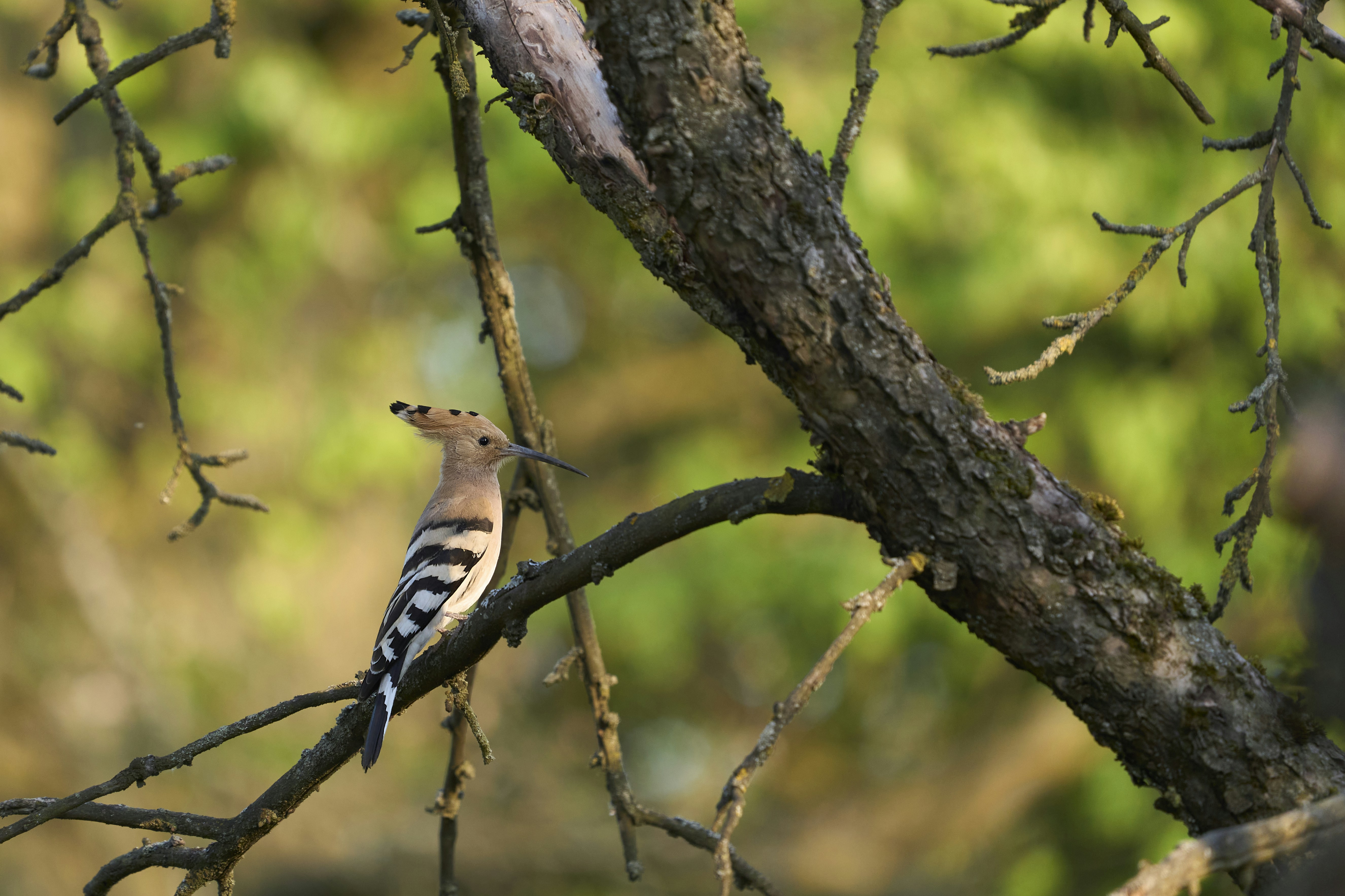 Photo by wolfgang_hasselmann