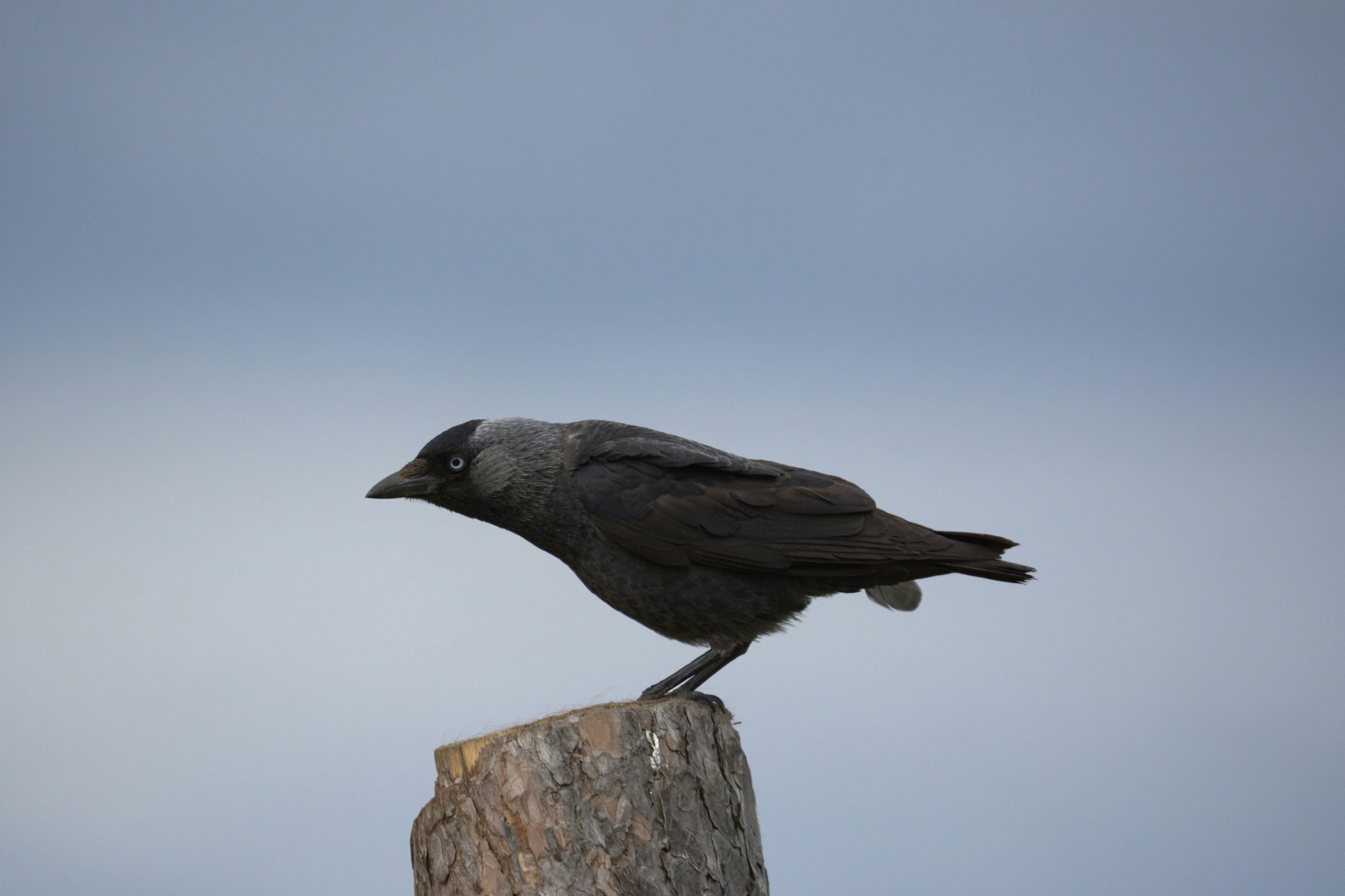 Photo by wolfgang_hasselmann