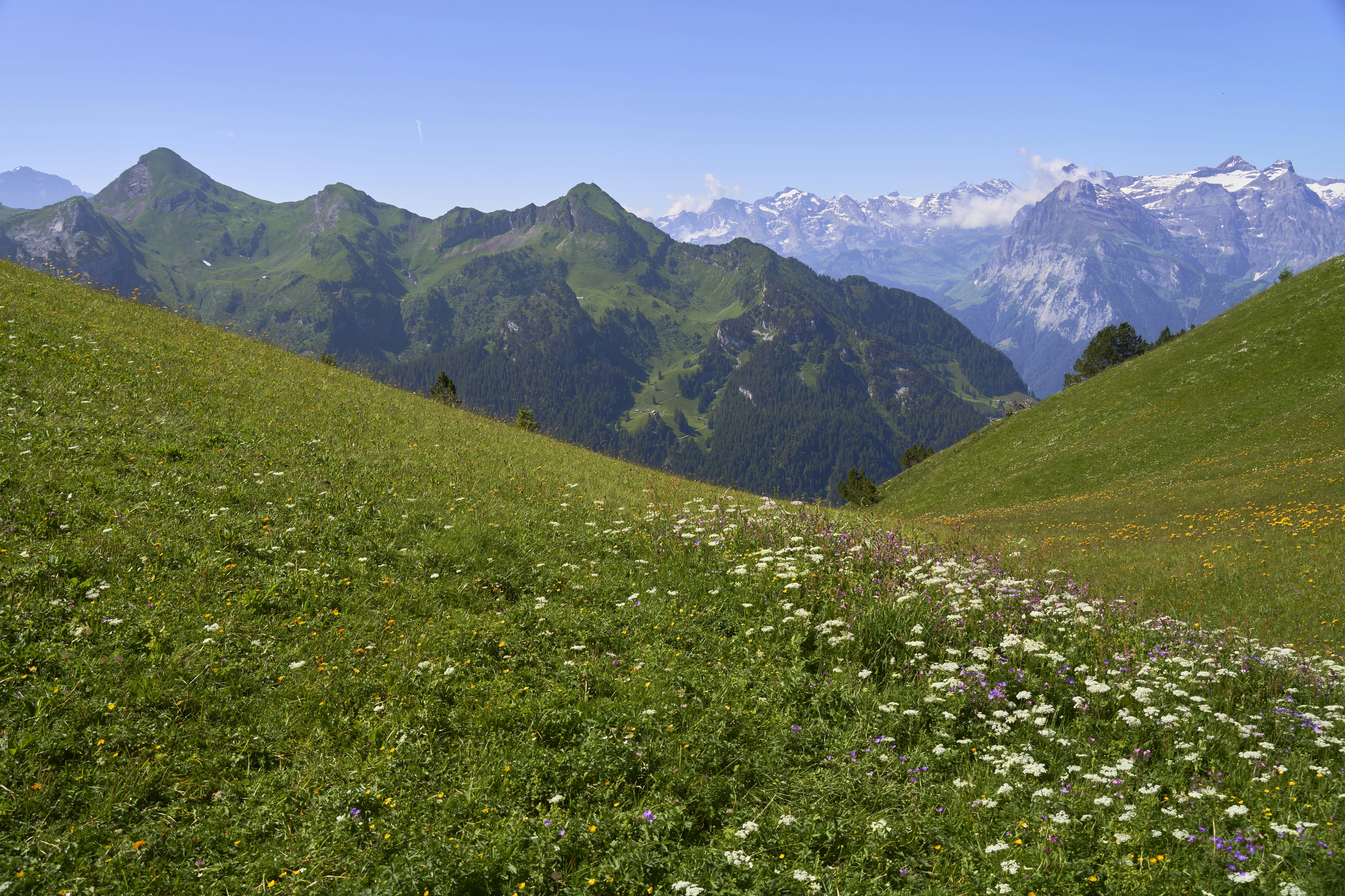 Photo by wolfgang_hasselmann