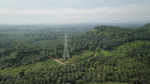 Tall transmission tower in a lush green forest.