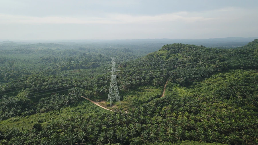 Biomassa dari limbah perkebunan sawit