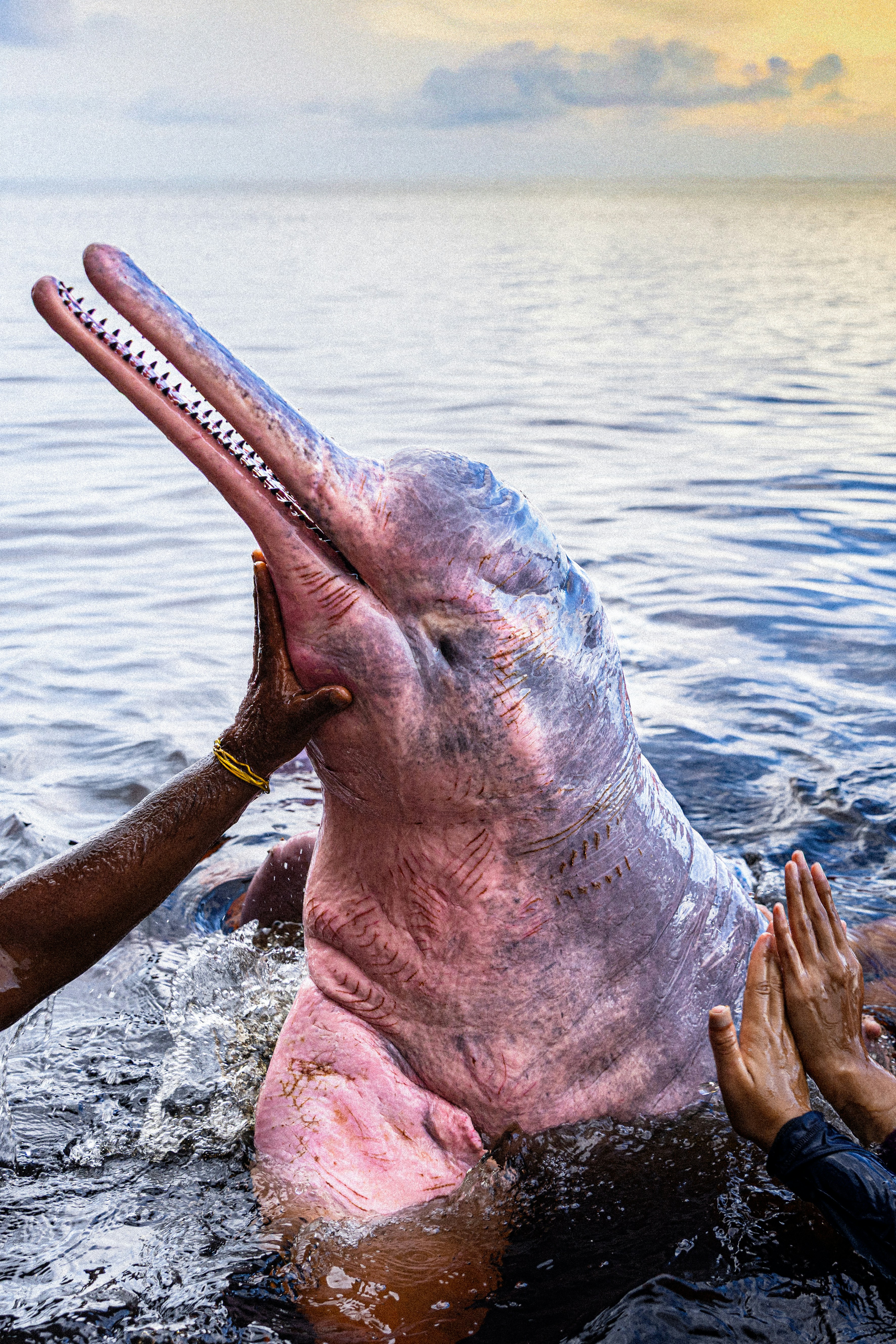 A pink river dolphin being held by hands in water