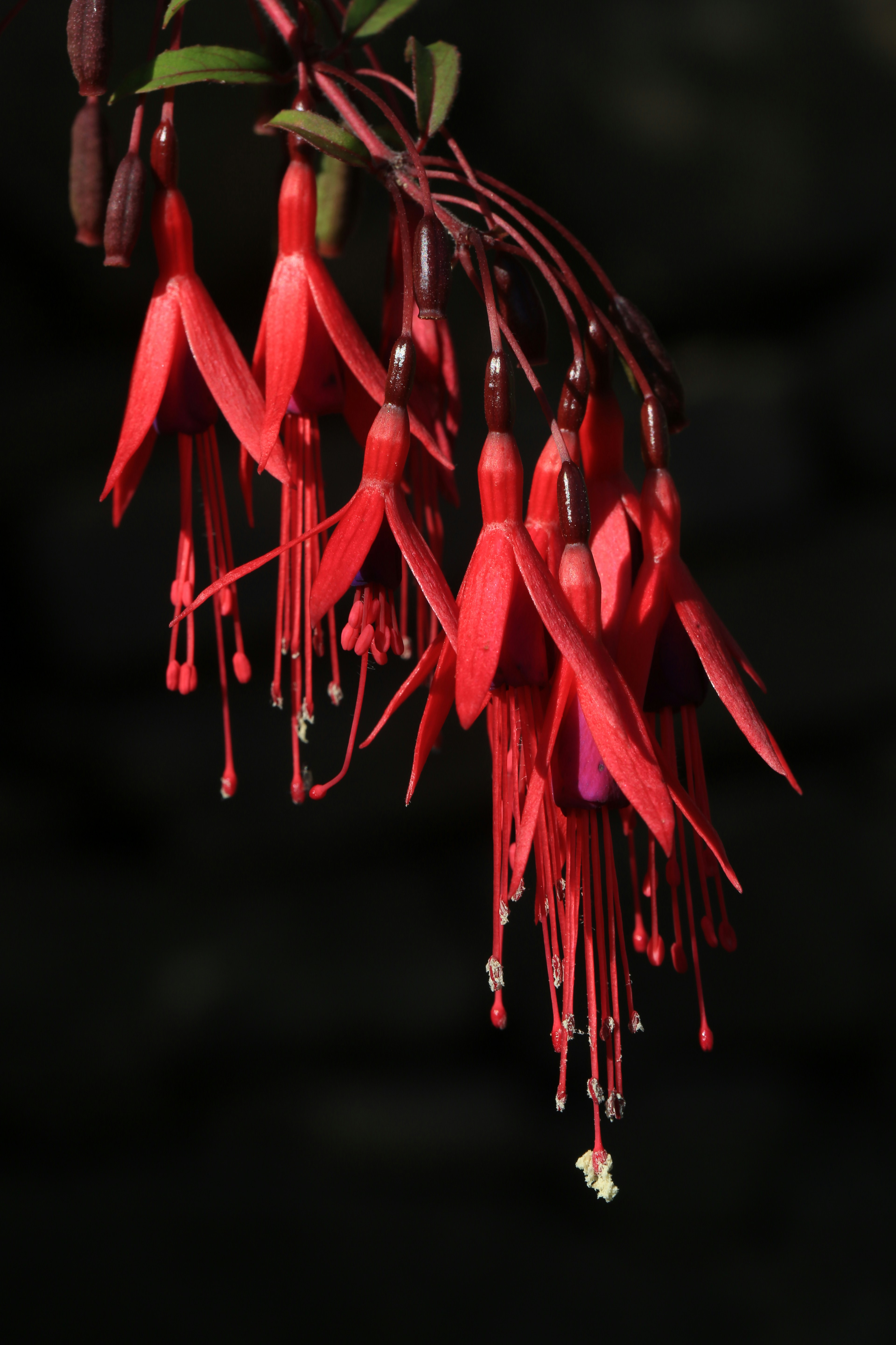 A cluster of delicate red fuchsia flowers hanging down.