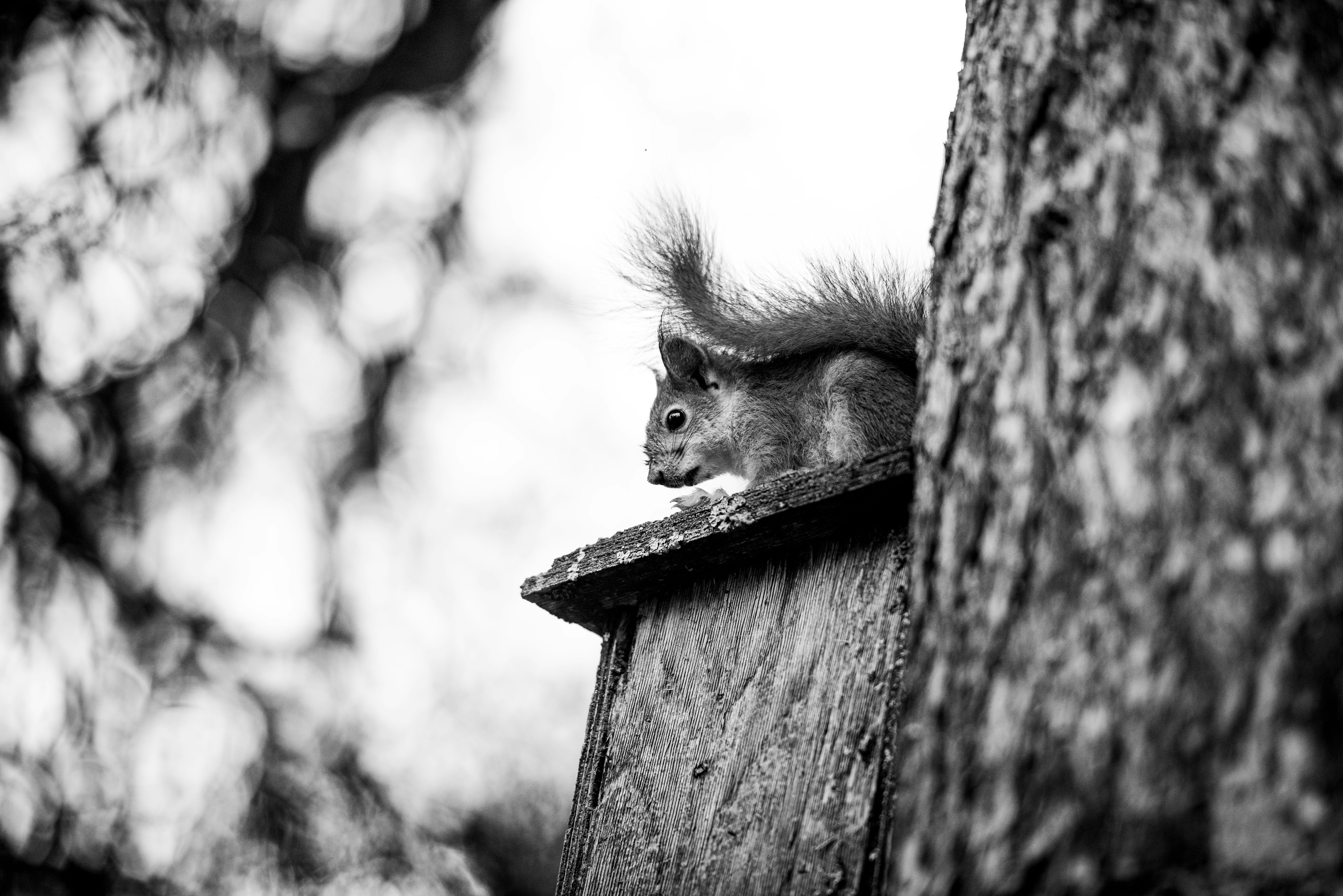 A squirrel sits on a wooden birdhouse