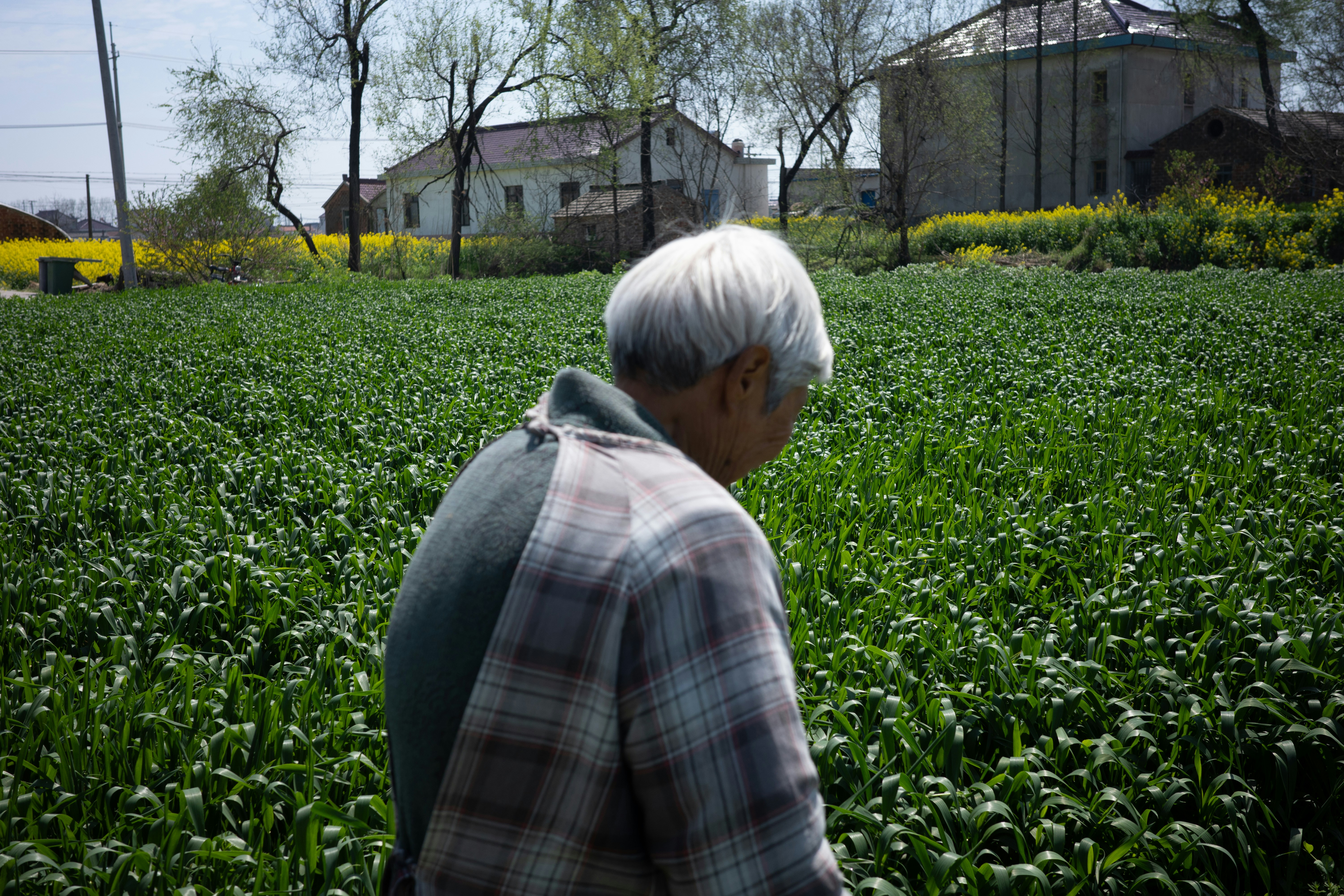 Elderly farmer walking through green field