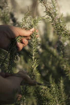 Hands harvesting fresh rosemary sprigs with scissors