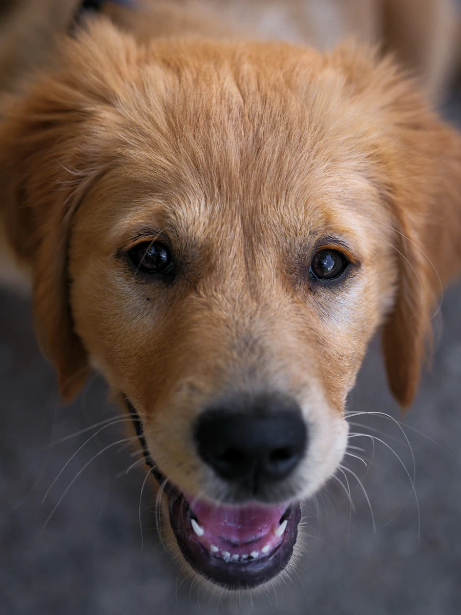 Primeiro plano de filhote de golden retriever bem cuidado