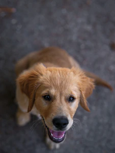 A happy golden retriever puppy looking up