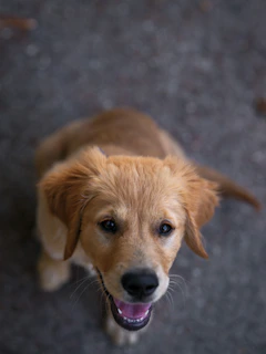 A happy golden retriever puppy looking up