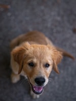 Perro feliz